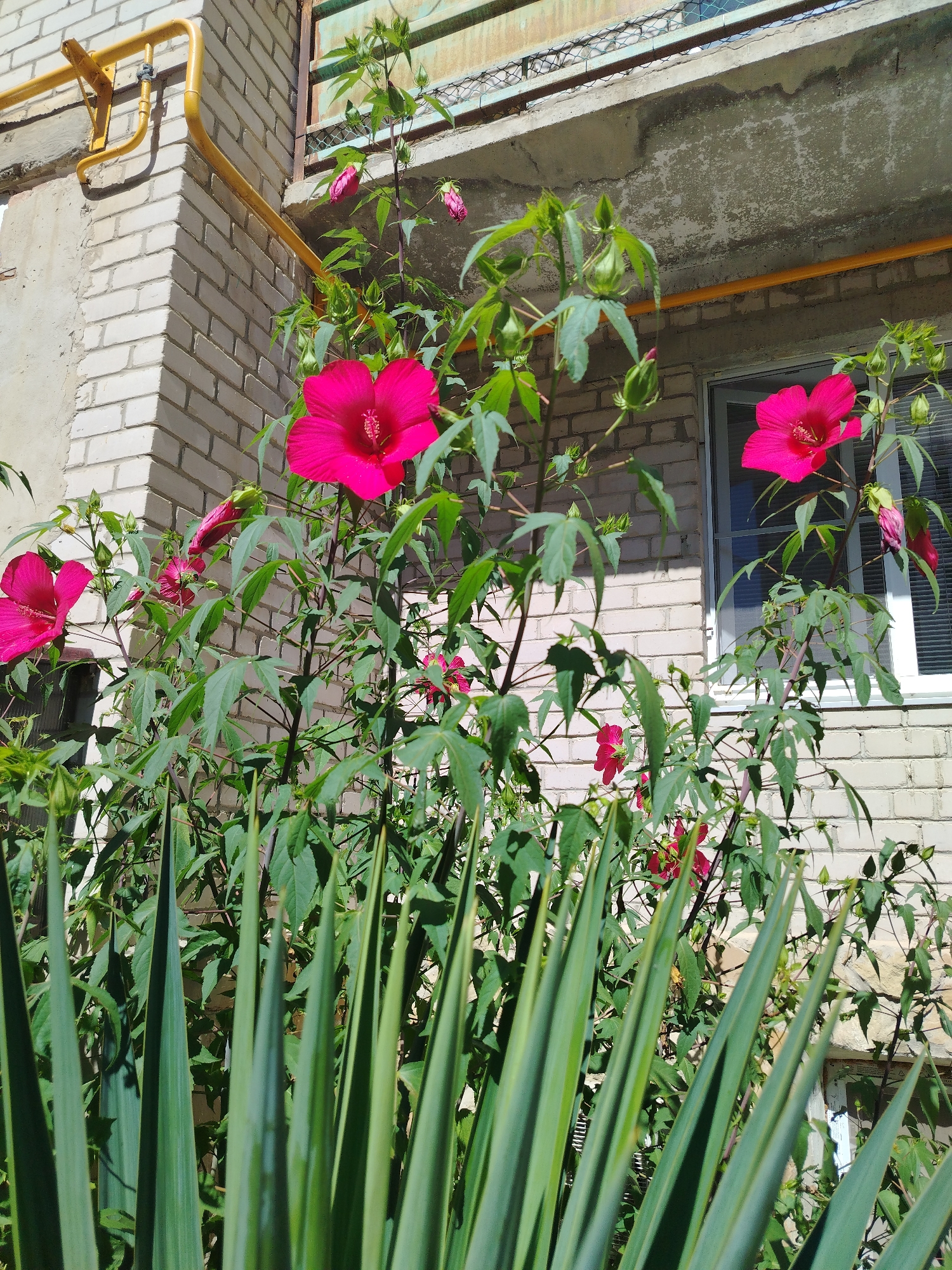 This image shows a close-up view of bright pink hibiscus flowers blooming in front of a light brick building. A yellow gas pipe runs diagonally across the left side of the building, secured by a yellow bracket. A window with blinds is visible on the right side of the building, behind the foliage. Long, spiky green leaves are in the foreground, partially obscuring the flowers and building. The scene appears to be outdoors in a city setting, possibly Anapa, Russia, given the architectural style of the building and the presence of the gas pipe, which is common in residential areas of Russian cities.