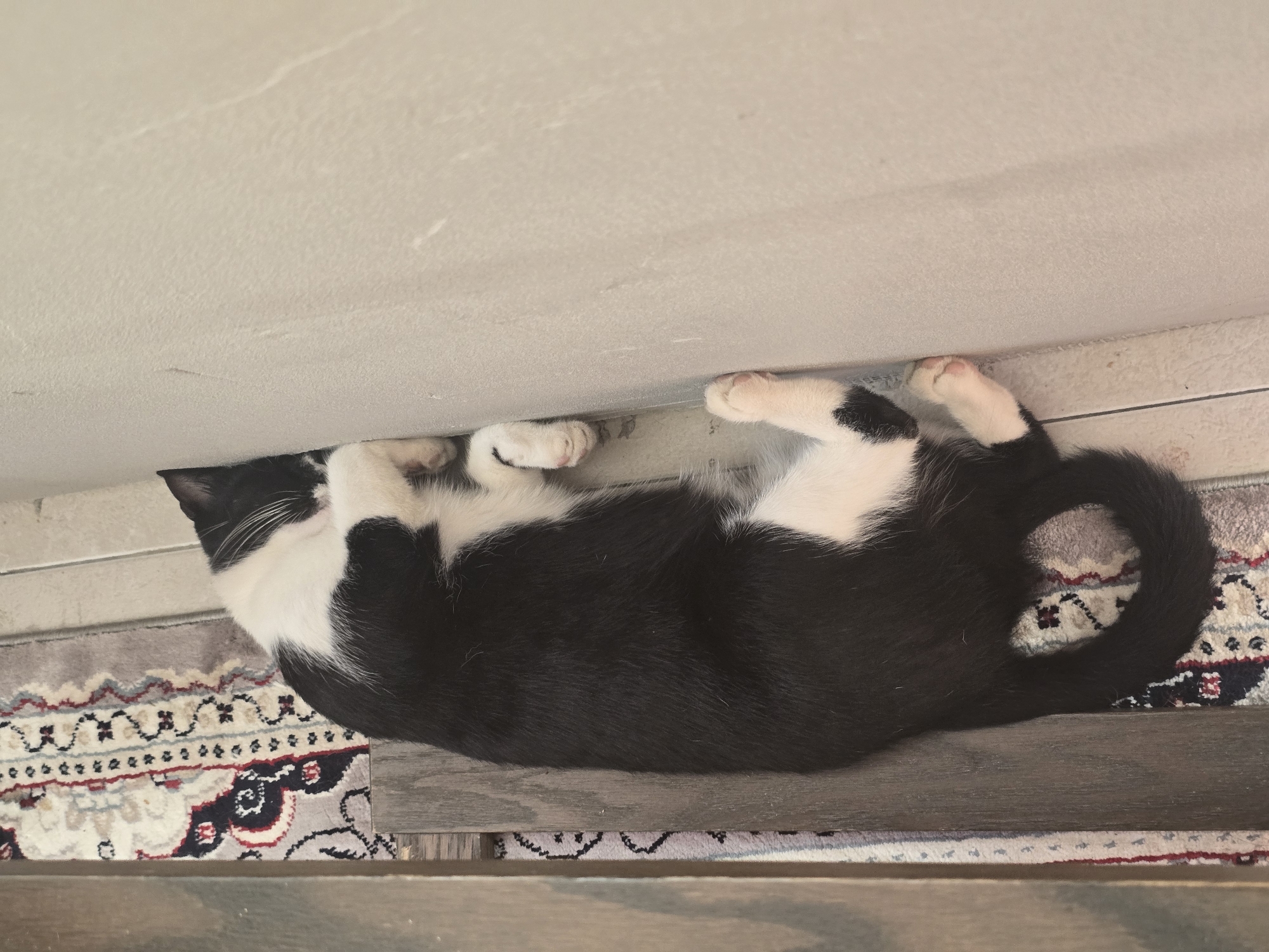 A black and white cat is sleeping, curled up on its side, in a narrow space between a wall and a wooden object. The cat's body is mostly black with white markings on its chest, paws, and face. Its paws are visible, with pink toe beans. The cat's head is tucked towards the wall, obscuring its face. The background includes a rug with a patterned design and a tiled floor. There are no people visible in the image. The scene appears to be indoors, possibly in a home or a similar enclosed space. The image does not provide any information about its location in the city of Podgorica, Montenegro.
