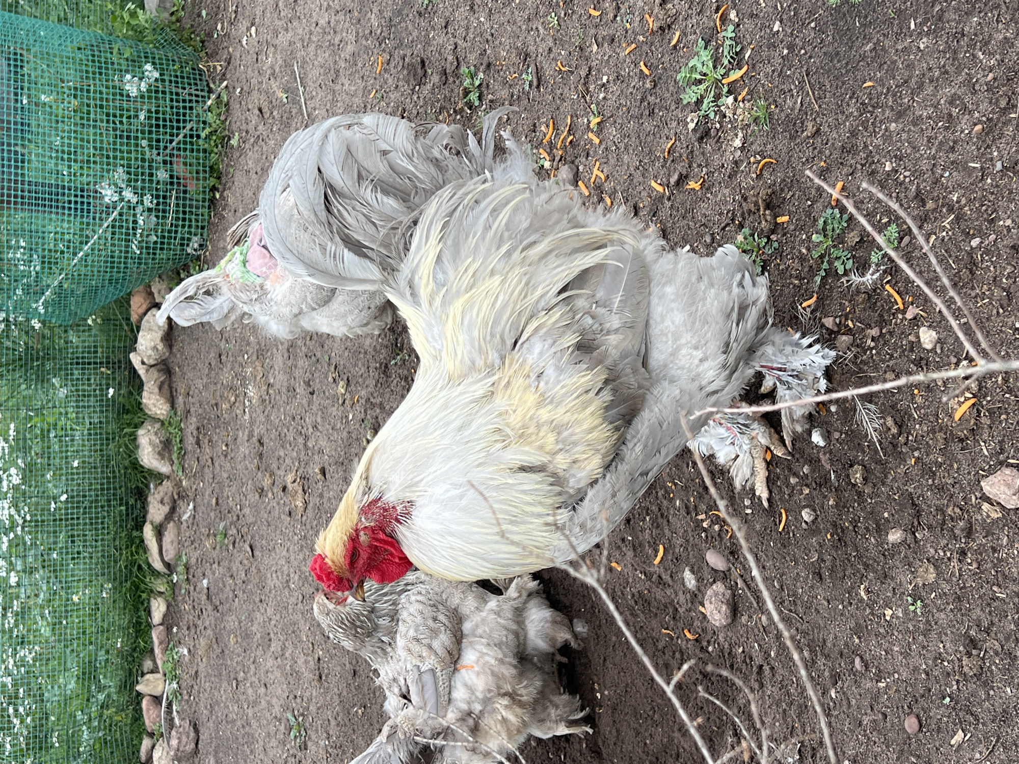 This image depicts a backyard scene in Bujenka, Poland, featuring several Brahma chickens. In the foreground, a large rooster with light-colored feathers, a red comb, and a yellow-brown hackle is prominently positioned. Its legs are adorned with characteristic feathering. To the left and slightly behind the rooster, another Brahma chicken, also with light and gray plumage, is visible. Further back, a third Brahma chicken, predominantly gray with a hint of pink and green decoration around its neck, is facing away from the viewer. The ground is composed of soil, with scattered small stones and dried vegetation. In the background, a section of a green mesh fence encloses an area of lush green grass and small white flowers, suggesting a garden or naturalized space. The overall environment appears to be an outdoor domestic enclosure for poultry.