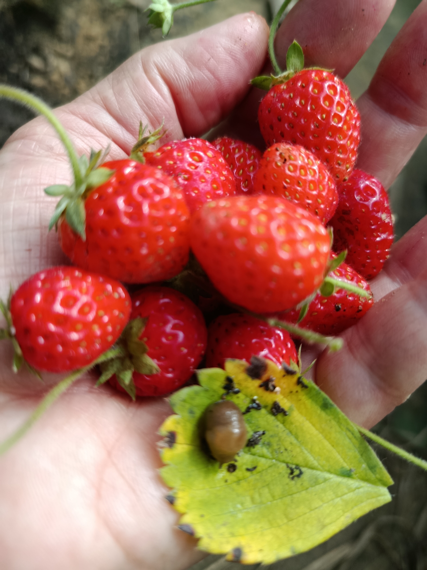 A close-up, vertical, eye-level shot shows a person's hand, palm up, holding several ripe strawberries. The strawberries are bright red and have visible seeds. Some have green stems attached. Among the strawberries, a single yellow leaf with dark brown spots is visible. On this leaf, a small, brown, oval-shaped creature, possibly a snail or a beetle, is resting. The background is blurred and appears to be outdoors, suggesting a natural environment, possibly a garden or field. The lighting suggests it is daytime. The image does not provide any specific information about the city of Верея, Russia, or any context related to that location.