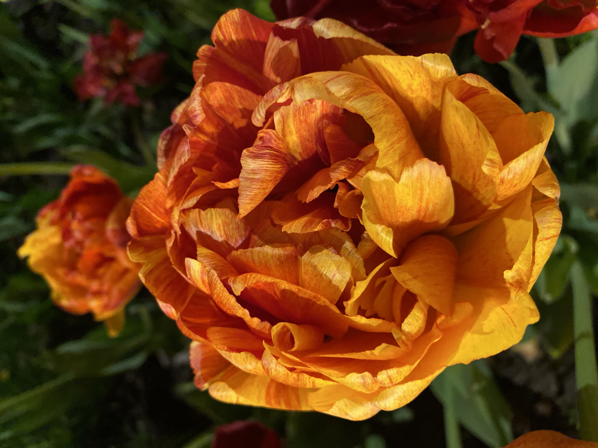 The image shows a close-up of an orange and yellow striped tulip in full bloom. Other flowers are visible in the background, along with green foliage. The location, Moscow, Russia, is not explicitly discernable from the image alone.