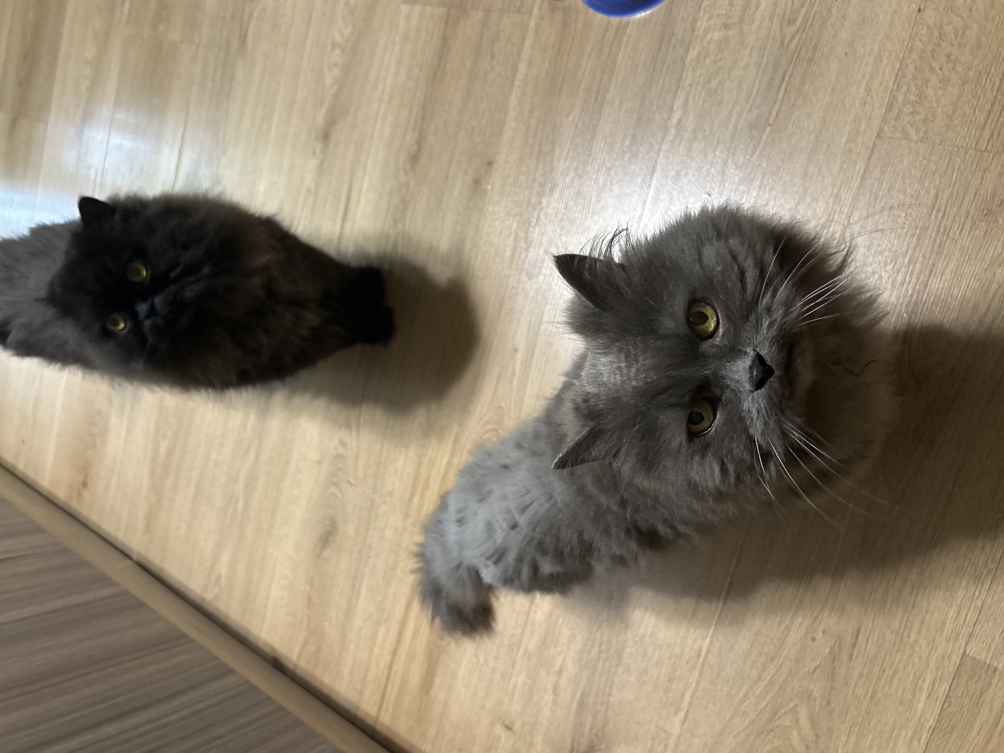The image displays two long-haired cats indoors, viewed from an overhead perspective. Both felines possess striking yellow-green eyes. The cat on the left is dark grey or black, appearing very fluffy and almost uniformly dark. The cat on the right is a lighter shade of grey, also characterized by dense, fluffy fur and prominent whiskers. Both cats are looking upwards, seemingly at the person taking the photograph, suggesting alertness and attentiveness. They are positioned on a clean, light-colored wooden floor, which exhibits distinct wood grain patterns and reflections from an overhead light source, creating shadows around the cats. A small, blue, circular object, likely a pet bowl, is partially visible in the upper right portion of the frame. The scene suggests a domestic setting, likely a home in Sofia, Bulgaria. No visible text is present in the image.