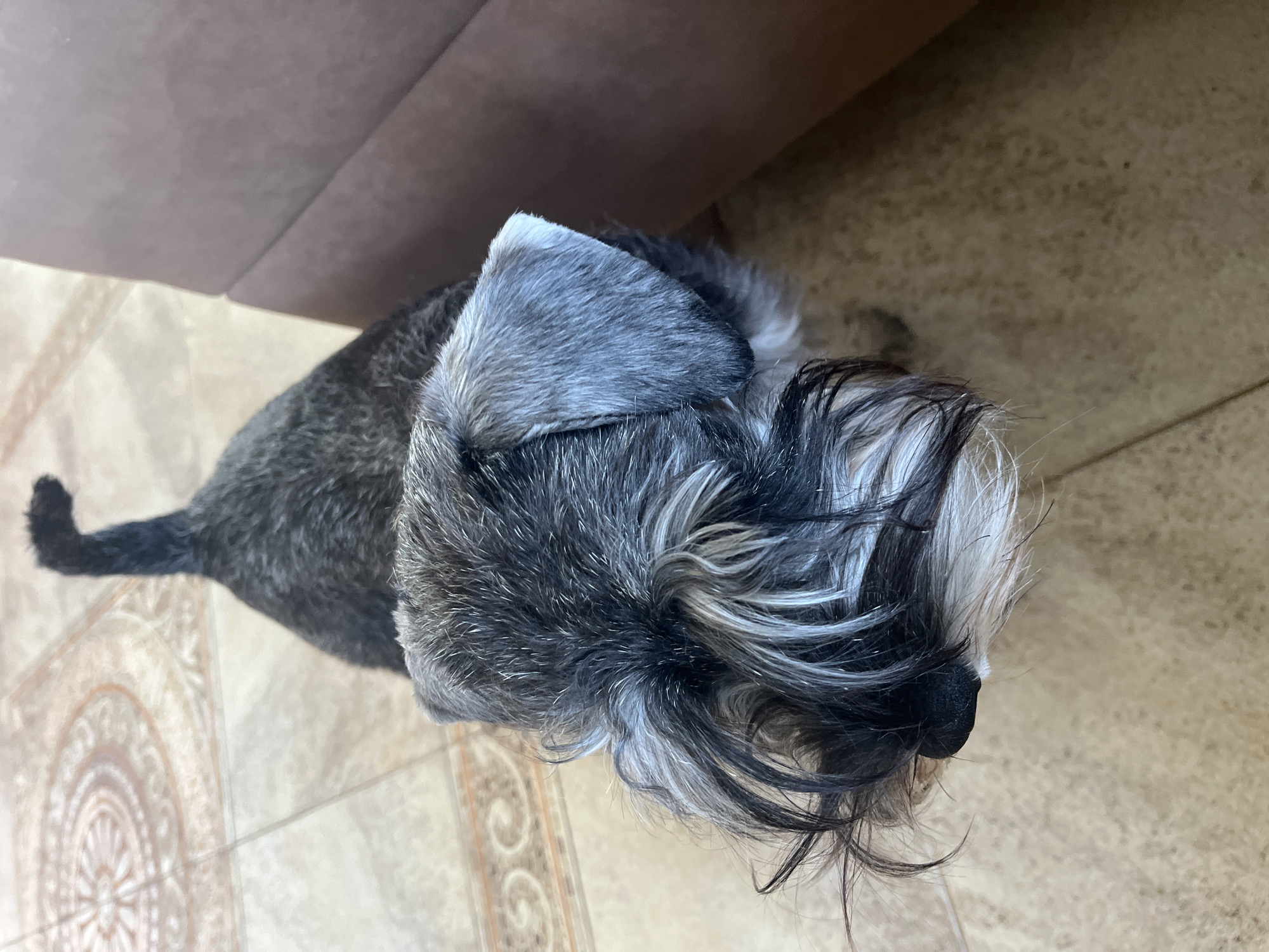 A miniature schnauzer with salt-and-pepper fur is positioned on a tiled floor, its back facing the camera and its head turned to the left, looking downwards. The dog's tail is held upright. To the right of the dog, a brown upholstered surface, possibly a piece of furniture, is visible. The tiled floor features a decorative pattern. The scene does not provide any information to ascertain its location in the city of Vladimirovka, Russia.