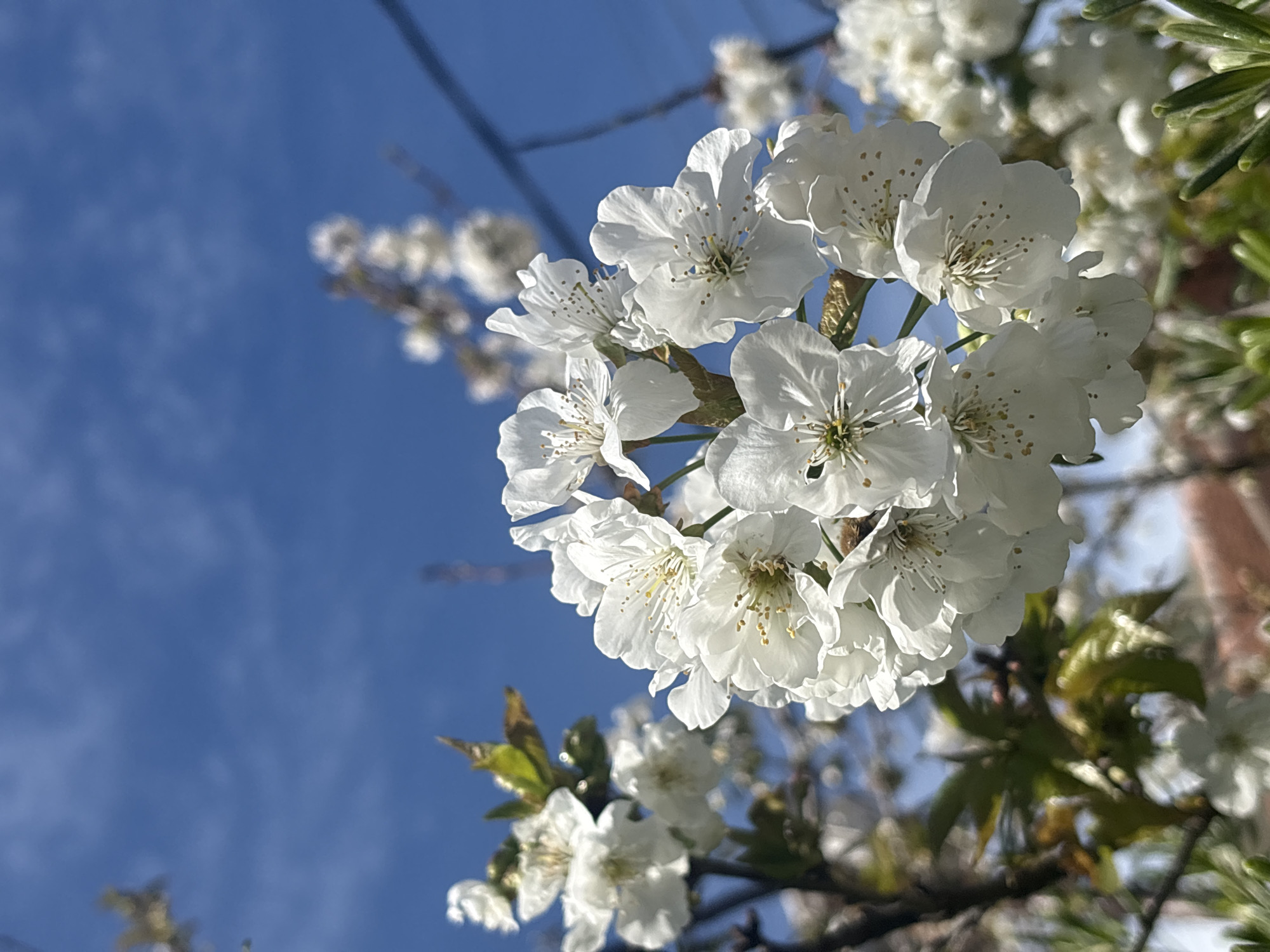 A cluster of white flowers with yellow stamens is in focus against a bright blue sky with light clouds. The flowers appear to be part of a tree, with branches visible in the background, some with additional blossoms and green leaves. The scene is bathed in sunlight, creating highlights and shadows on the petals. The location is likely Šušanj, Montenegro, though specific identifying features are not visible in the frame.