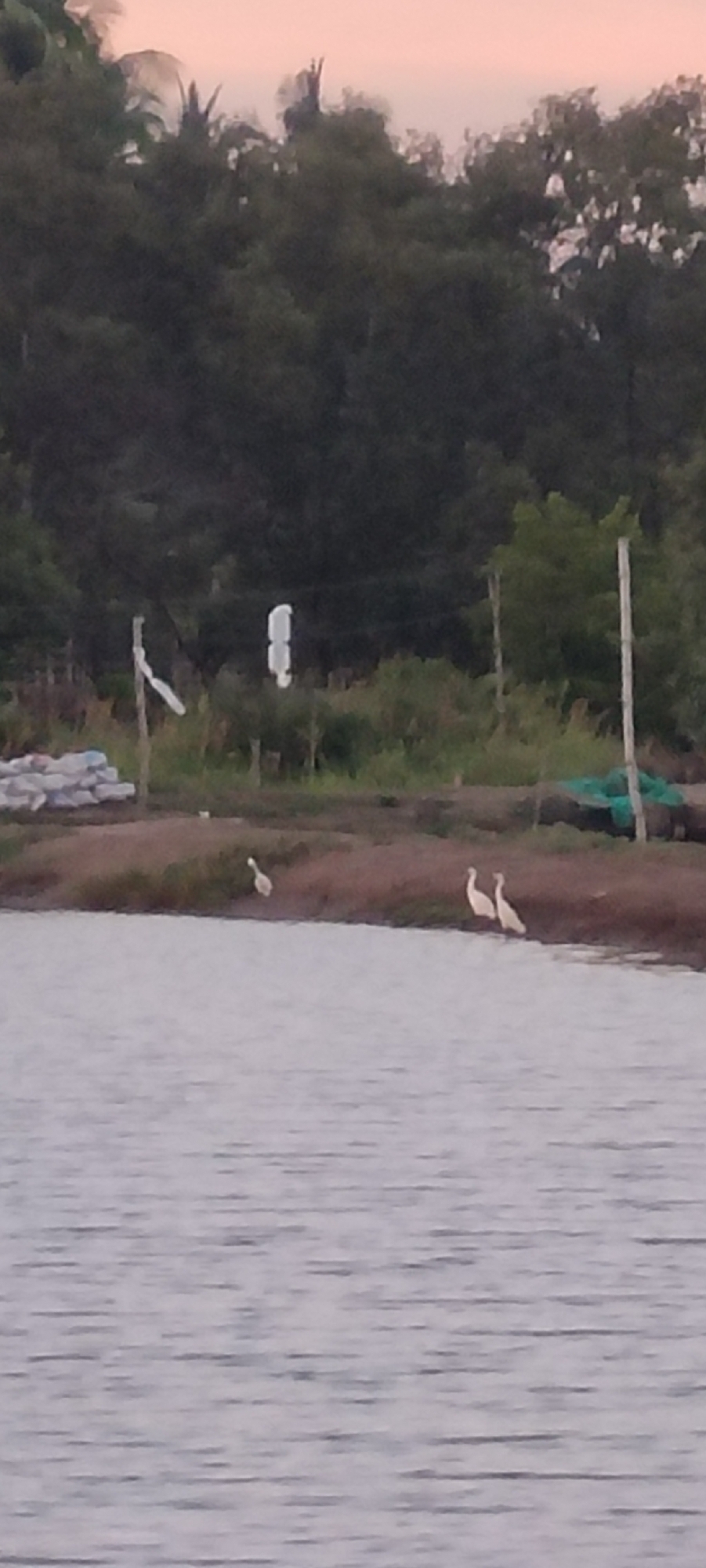 The image depicts an outdoor scene with a body of water in the foreground. The background features a dense line of trees and vegetation. In the middle ground, there is a strip of land with some sacks piled up, a wooden post with a white object attached, and two white birds standing on the bank of the water. Another white bird is visible further to the left on the same strip of land. There are also some green nets or tarps visible on the right side of the land strip. The sky above the trees has a pale, sunset-like hue. The image appears to be taken in a natural or semi-natural environment, possibly near a coastal area or a large pond in Lhokseumawe, Indonesia, given the presence of vegetation and water.