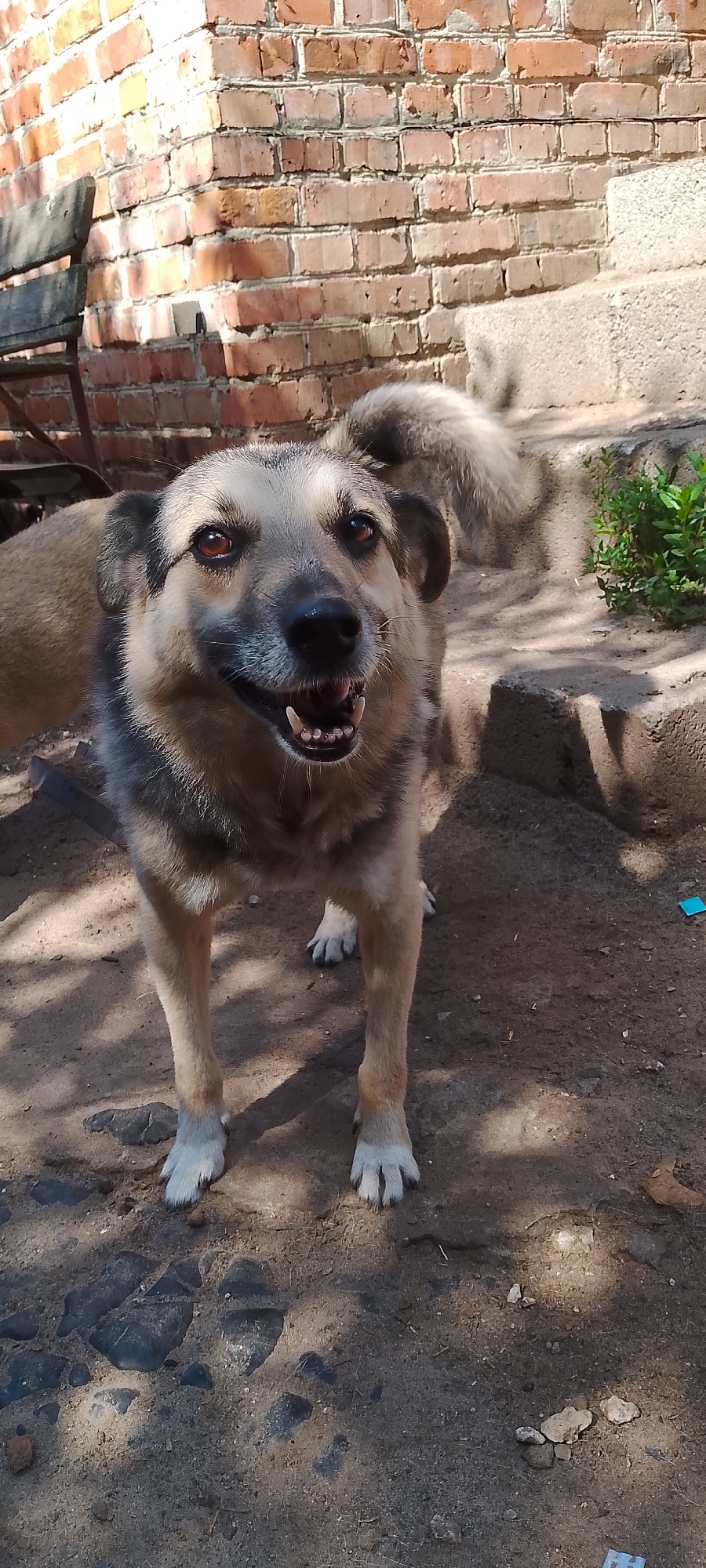 A medium-sized dog stands facing the camera in an outdoor setting. The dog has tan fur with darker markings around its ears and muzzle, and its mouth is open, revealing its teeth. Behind the dog, a weathered brick wall and a set of concrete stairs are visible. The ground is a mixture of dirt and cobblestones, with scattered debris and shadows cast by sunlight. The overall scene appears to be an unadorned, possibly rural or industrial area. No specific location in Belgorod, Russia can be determined from the image.