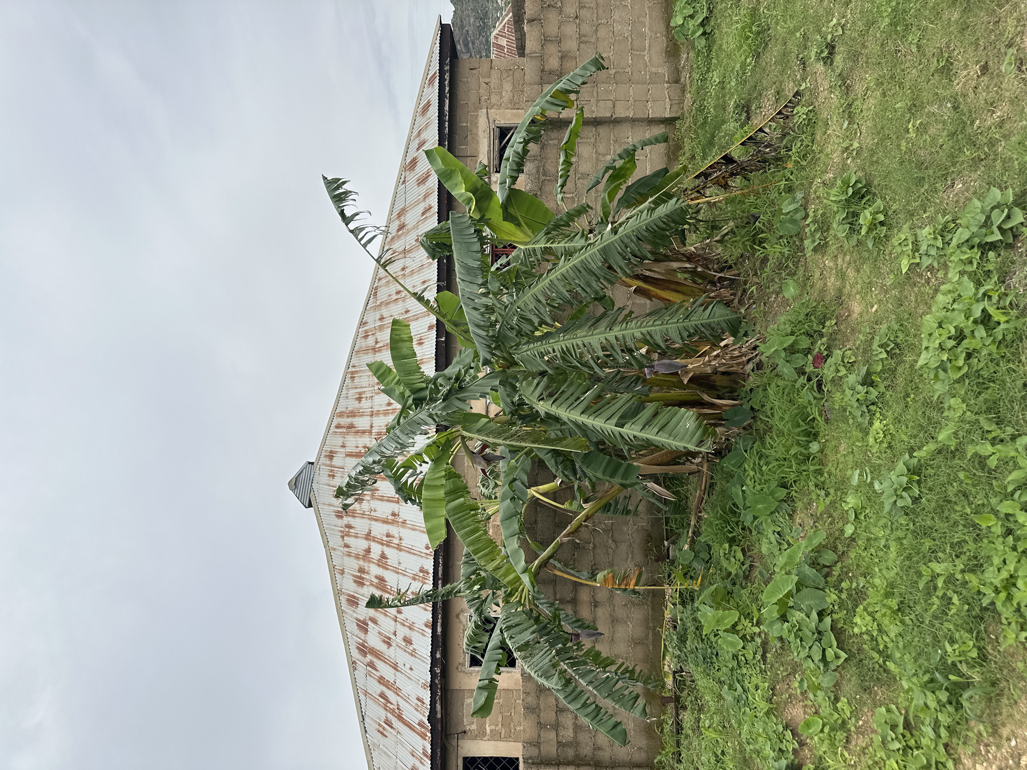 A mature banana tree with large green leaves and developing fruit clusters stands in the foreground, rooted in a patch of green grass and other lush vegetation. Behind the tree, a light beige cinder block wall encloses a property. Beyond the wall, a building with a corrugated, rusted metal roof is visible. The roof features a small, metallic ventilation cap at its apex. The building appears to be constructed of the same light beige cinder blocks as the wall and has two visible windows, one with a dark grille and another that appears to be open or partially boarded up. The sky is overcast and gray. The scene suggests a residential setting on Rukuba Road, Nigeria, characterized by natural foliage, utilitarian building materials, and a subdued, cloudy atmosphere.
