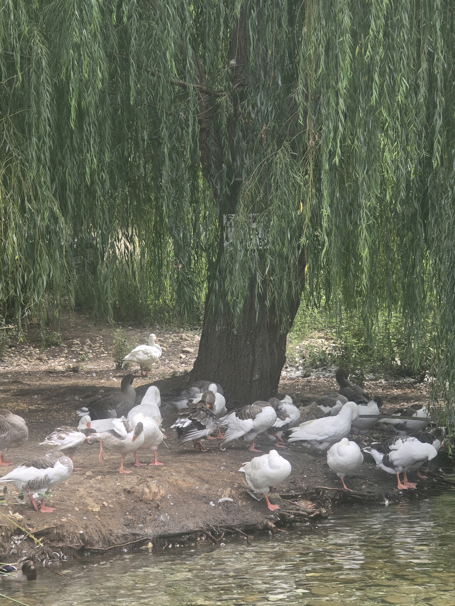 A flock of geese, some white and some brown and white, are gathered on a muddy bank beneath the drooping branches of a large willow tree. The geese are in various states of activity, with some standing, some preening, and some gathered together. The bank is covered in a scattering of white feathers. In the foreground, the edge of a body of water is visible, with a single duck swimming in the murky water. The scene appears to be in a park or natural area within the city of Loja, Spain, with lush green foliage visible in the background.