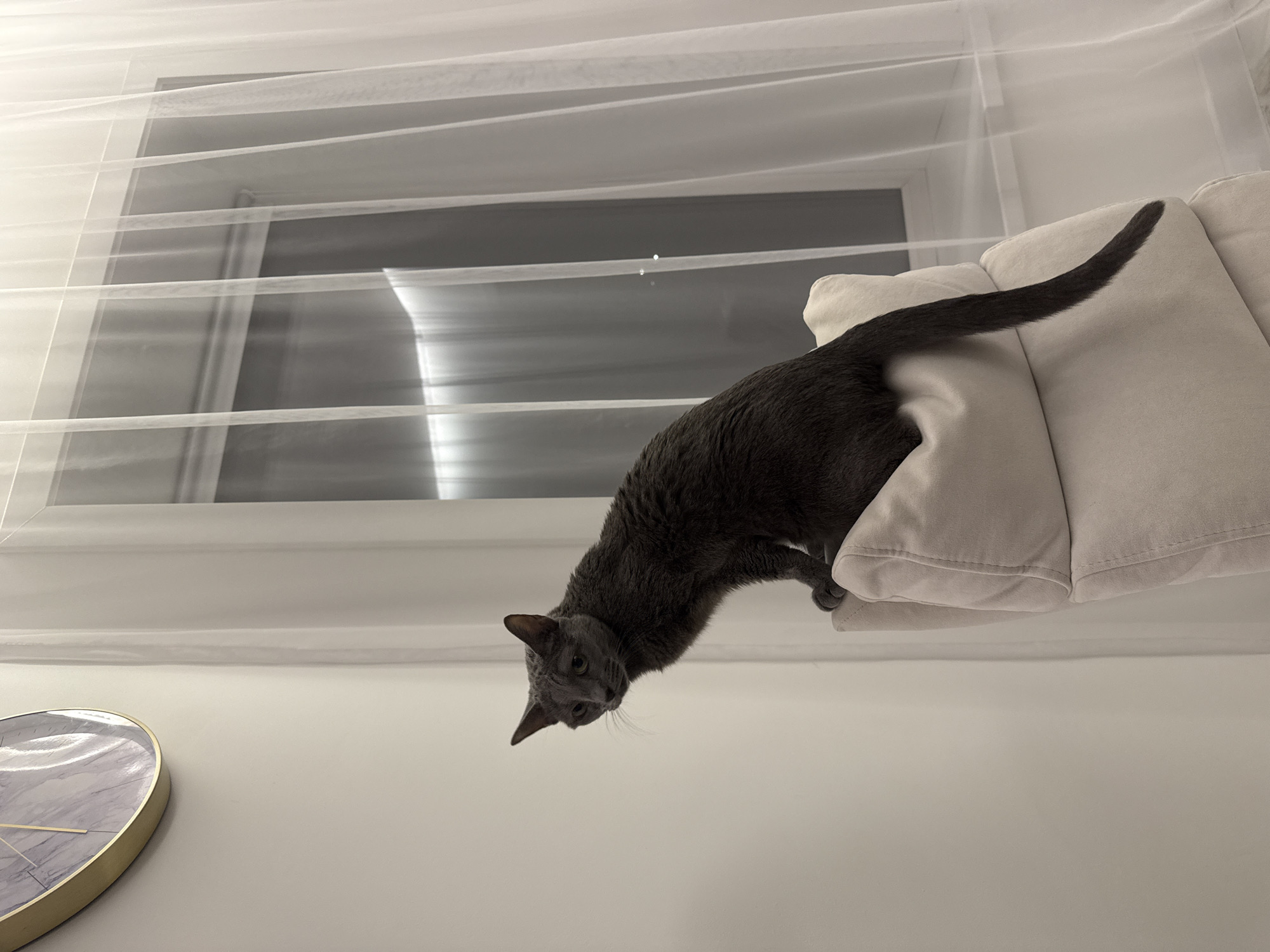 A gray cat leans out from a cushion placed against a window with sheer white curtains. A clock with a gold frame and a marble-patterned face hangs on the wall below. The location is unknown and cannot be determined from the image.