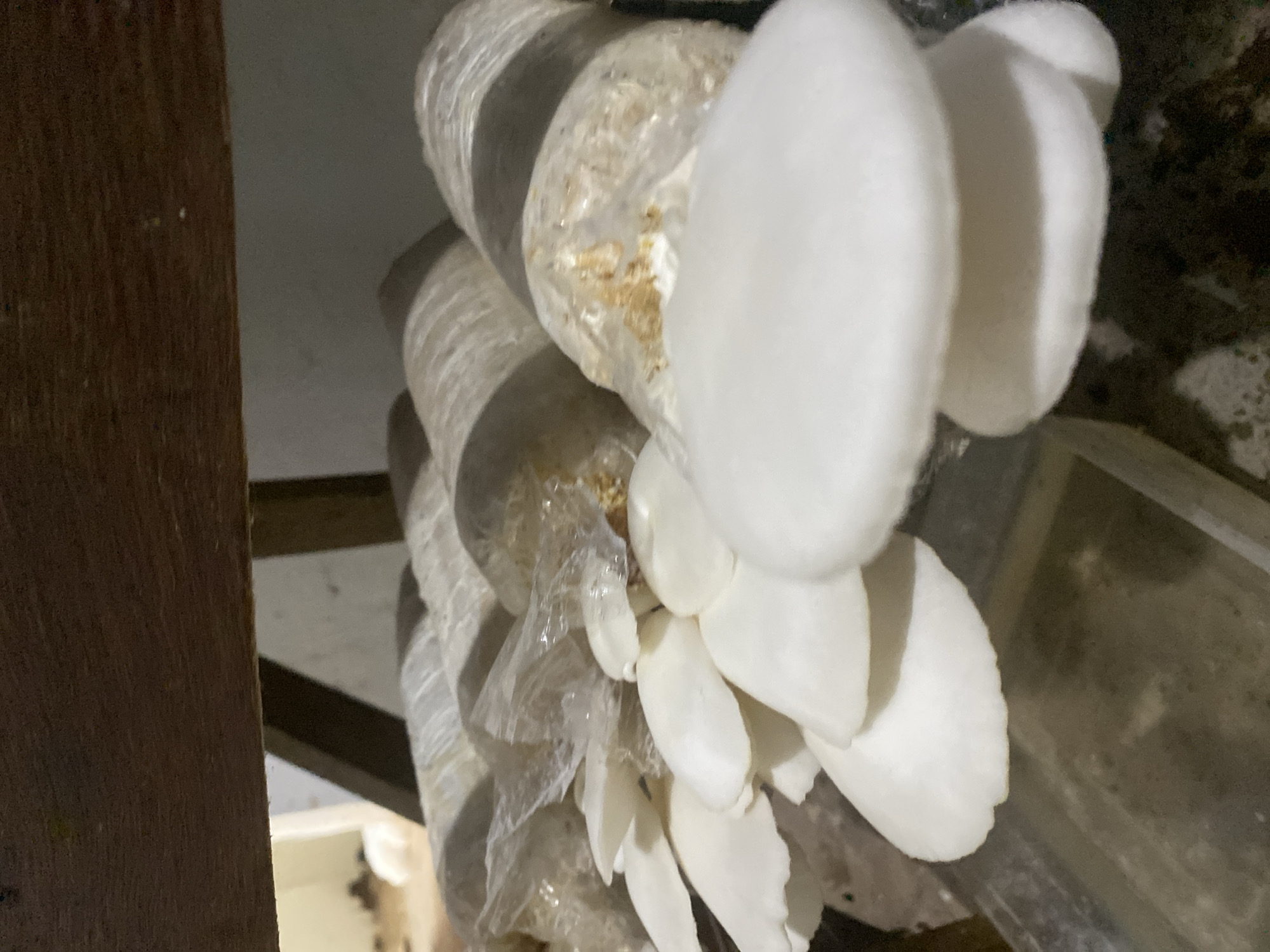 A close-up, eye-level shot shows a rack of oyster mushrooms being cultivated in what appears to be a dimly lit indoor setting. The mushrooms, characterized by their large, white, fan-shaped caps, are growing in clusters from several translucent plastic bags filled with substrate. These bags are arranged in rows on a wooden shelf. The background is out of focus, but it suggests a storage area, possibly with some ambient light coming from the left, indicating a window or doorway. The overall impression is one of a small-scale mushroom farm, possibly in a residential area or small business within Banjarbaru, Indonesia, given the tropical climate where such cultivation is common.