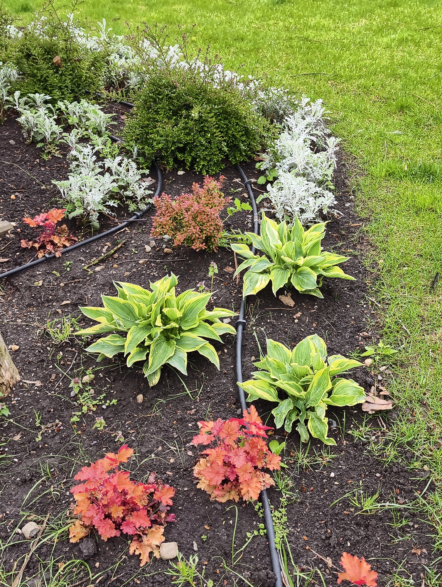 A garden bed is filled with various plants. There are three large Hosta plants with green and yellow leaves, two groupings of coral bells with orange and red foliage, and a row of dusty miller plants with silvery-gray leaves. A small, rounded shrub with reddish-brown leaves is also present. A black irrigation line runs through the garden bed, distributing water to the plants. The soil is dark and moist. Green grass surrounds the garden bed. The image does not contain any information indicating the location to be in Krasnodar, Russia.
