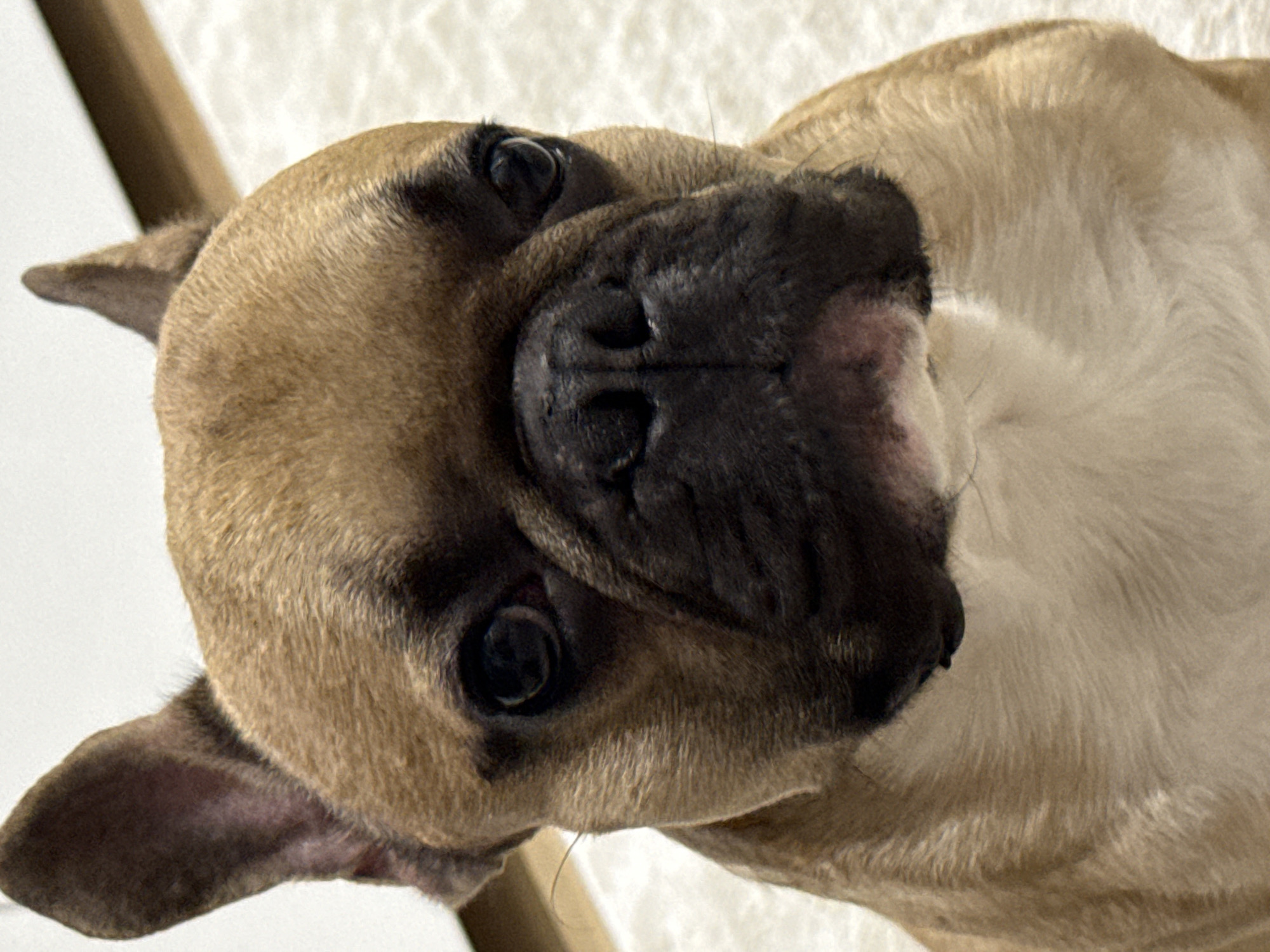 A close-up, eye-level shot features the face of a fawn-colored French Bulldog, captured indoors. The dog is positioned centrally, facing directly forward with its large, dark eyes looking straight ahead. Its ears are upright, with the left ear slightly tilted forward. The dog's wrinkled snout is a dark brown, contrasting with its lighter fawn fur, which has hints of white on its chest. The background is a softly lit, textured off-white surface, possibly a rug or carpet, with a thin, darker horizontal line visible in the upper right corner, suggesting a piece of furniture or trim. There are no people or discernible objects other than the dog and the immediate background. The setting is domestic, with no specific indications of a location within Burgas, Bulgaria.