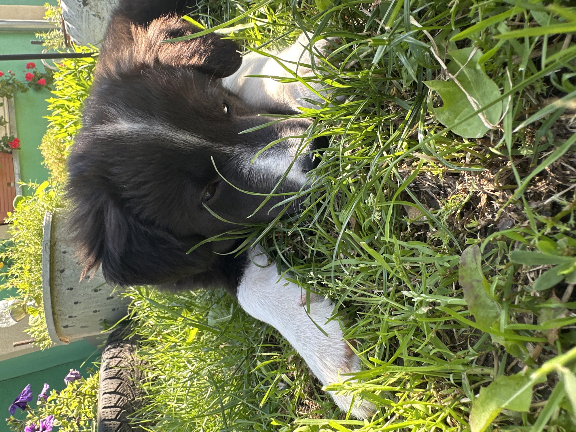 A medium shot captures a black and white border collie puppy lying in lush green grass. The puppy's head is resting on its paws, and its eyes are open, looking towards the camera. Its fur is a mix of black and white, with a white blaze running down its nose and forehead. The grass is tall and uneven, with some fallen leaves and dried debris visible. In the background, a large grey pot filled with green plants sits next to a faded black tire. A green wall and a bit of a house with red flowers are also visible. The sunlight casts a warm glow on the scene, highlighting the textures of the grass and the puppy's fur.