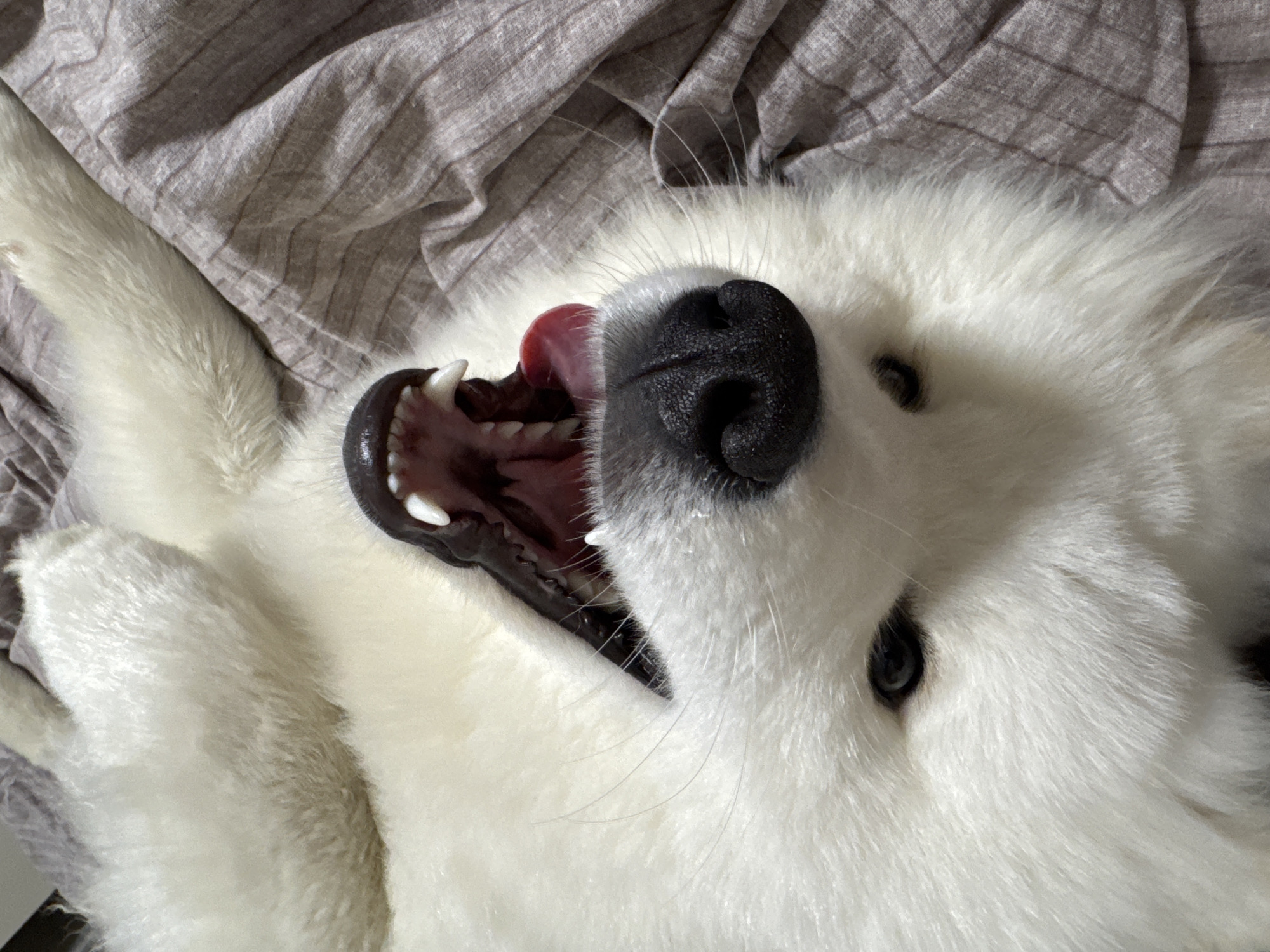 The image is a close-up, upside-down shot of a white dog, likely a Samoyed breed, lying on a grey, striped fabric surface. The dog's mouth is open, revealing its pink tongue, white teeth, and dark gums. Its black nose is prominent, and one dark eye is visible. The dog's thick white fur fills most of the frame. There is no discernible location in the city of Chaikovsky, Russia, or any human presence in the image.