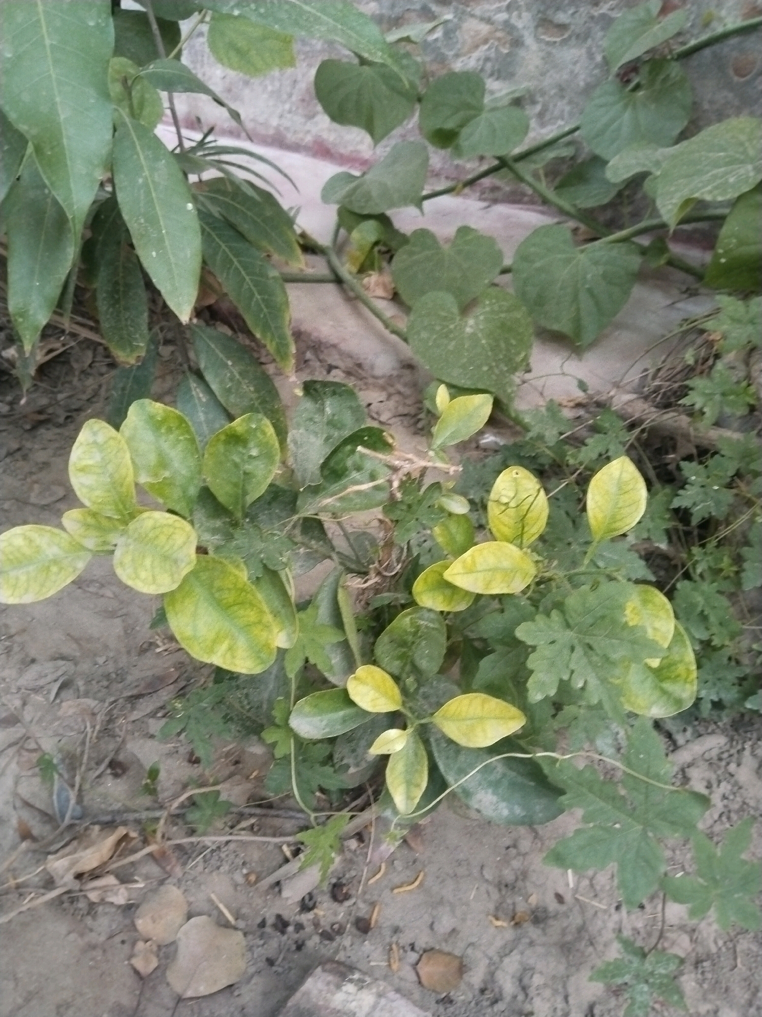 In Tiba Sultanpur, Pakistan, the image captures a close-up view of vegetation growing against a textured wall. The plants include a vine with heart-shaped leaves climbing on the wall, and another plant with oval, yellowish-green leaves in the foreground. The ground beneath the plants is sandy and appears to be unpaved, with some dry leaves and small stones scattered on it. The overall scene is natural and undeveloped, suggesting an outdoor setting in a rural or semi-rural area. There are no people or animals visible in the image.