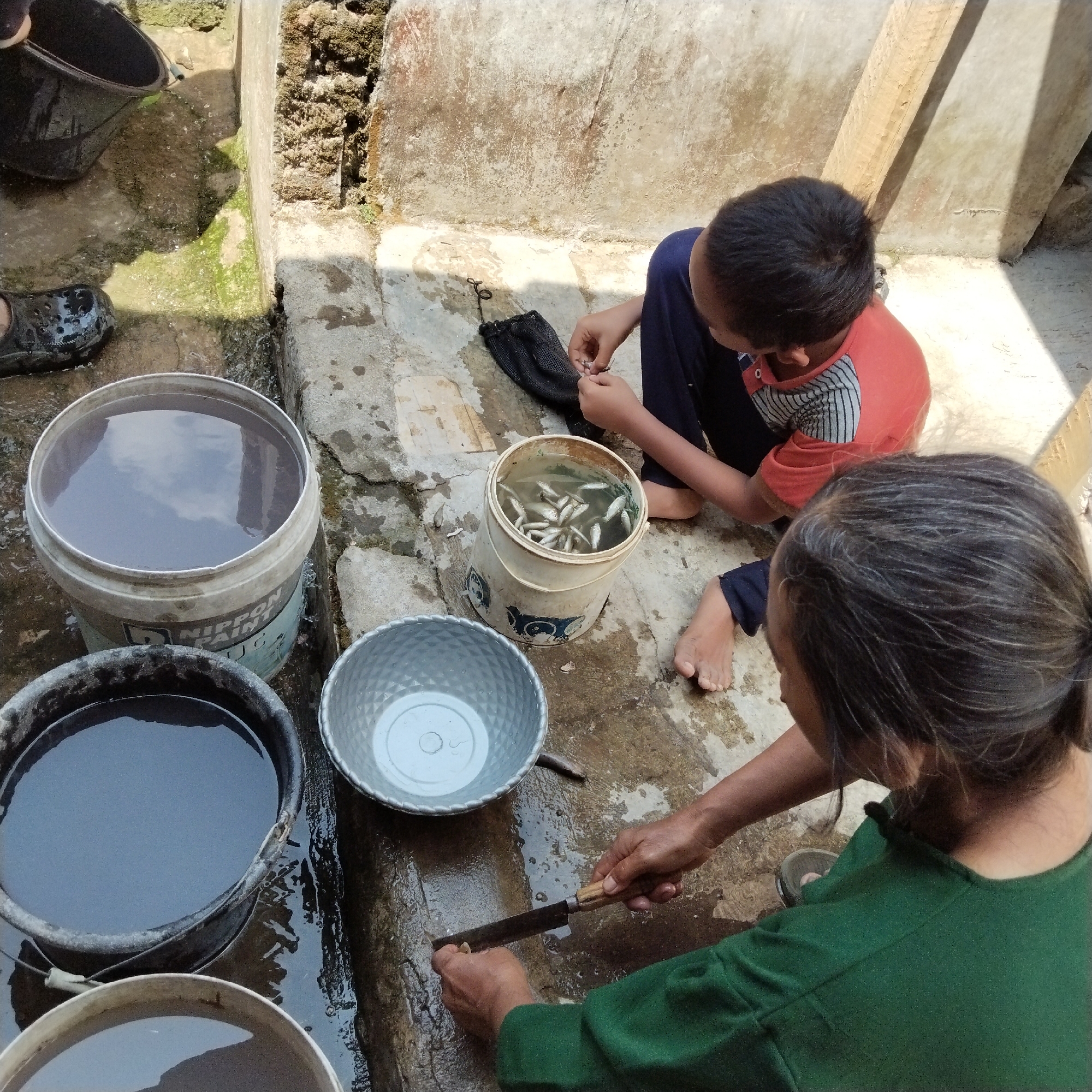 In Karangbaru, Indonesia, a woman with graying hair in a green shirt is seated on the ground. She is in the process of preparing fish, holding a knife in her right hand and a fish in her left. To her right, a child wearing a red and grey striped shirt is also on the ground, interacting with a black mesh bag. Next to the woman, a white bucket is filled with small fish and water. Several other buckets, one black and one white, are filled with dark water and are positioned nearby. A silver bowl sits on the ground between the woman and the bucket of fish. The environment appears to be an outdoor area with concrete surfaces and some mossy growth on a wall in the background. There are reflections in the water in the buckets.