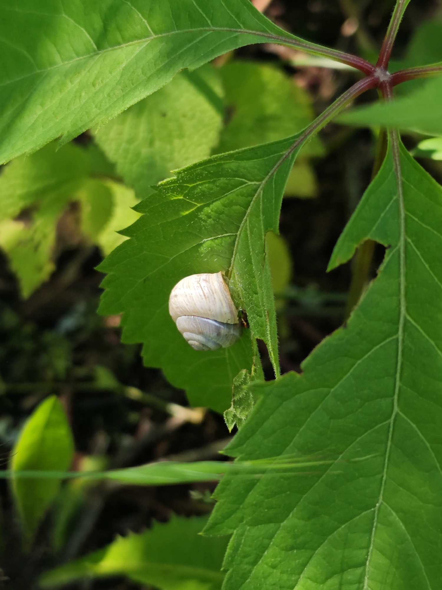 A snail rests on a green leaf, within a dense arrangement of similar foliage. A small section of a red plant stem is partially visible. The location of the image is indiscernible.