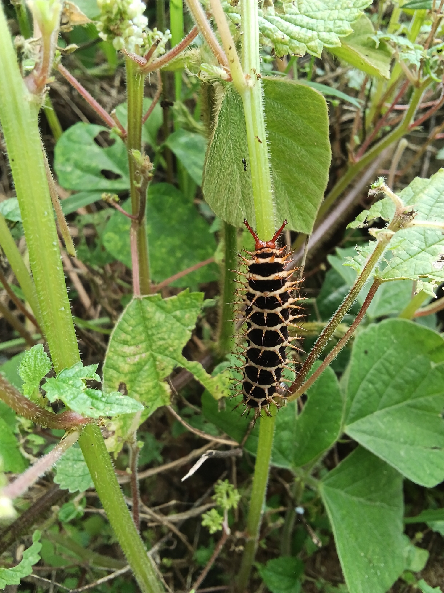 A black caterpillar with white and orange stripes and numerous spines is positioned vertically on a green stem in an outdoor natural setting. The caterpillar's head is orange with black markings and two red antennae. It has a segmented body with prominent spines projecting outwards from each segment. The surrounding environment consists of green foliage, stems, and leaves, with some parts appearing dried or damaged. The lighting suggests it is daytime, with soft natural light illuminating the scene. The location is described as Unknown, Unknown, indicating a lack of specific geographical information. The image is a close-up shot, focusing primarily on the caterpillar and its immediate surroundings.