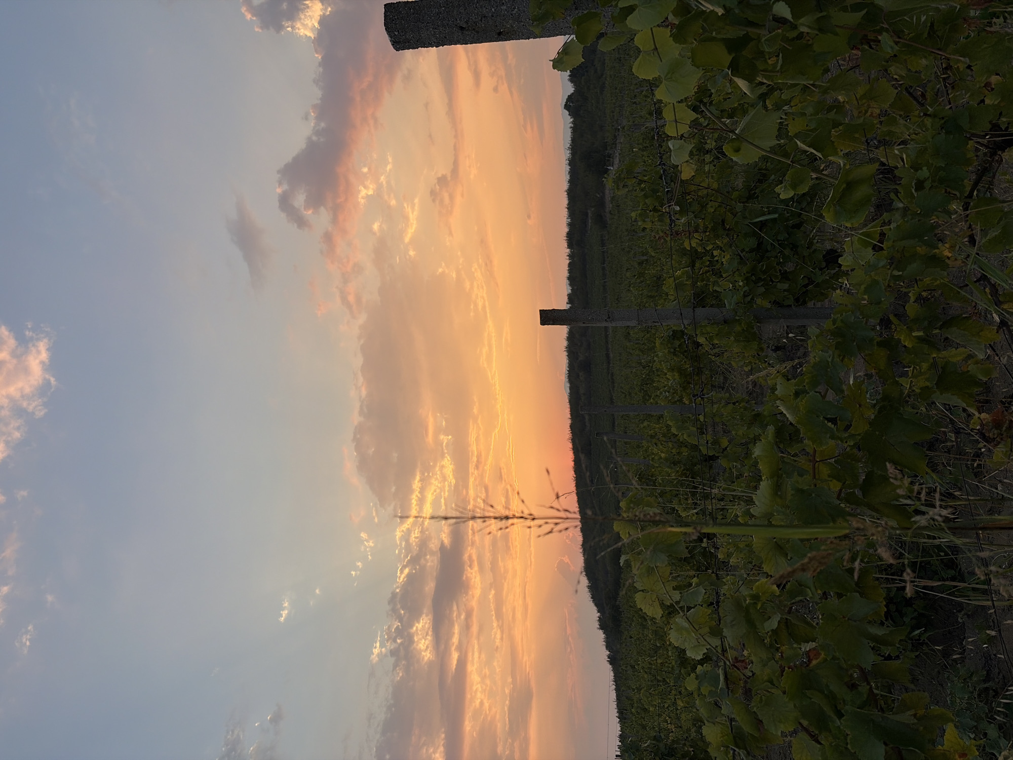 The image depicts a vineyard in Razhdak, Bulgaria, during sunset. The sky is filled with vibrant orange and pink hues, with scattered clouds catching the last rays of the sun. In the foreground, lush green grapevines are visible, supported by a wire fence and concrete posts. The vineyard stretches across a gentle slope, with trees lining the horizon. The scene is serene and picturesque, capturing the beauty of rural Bulgaria at dusk.
