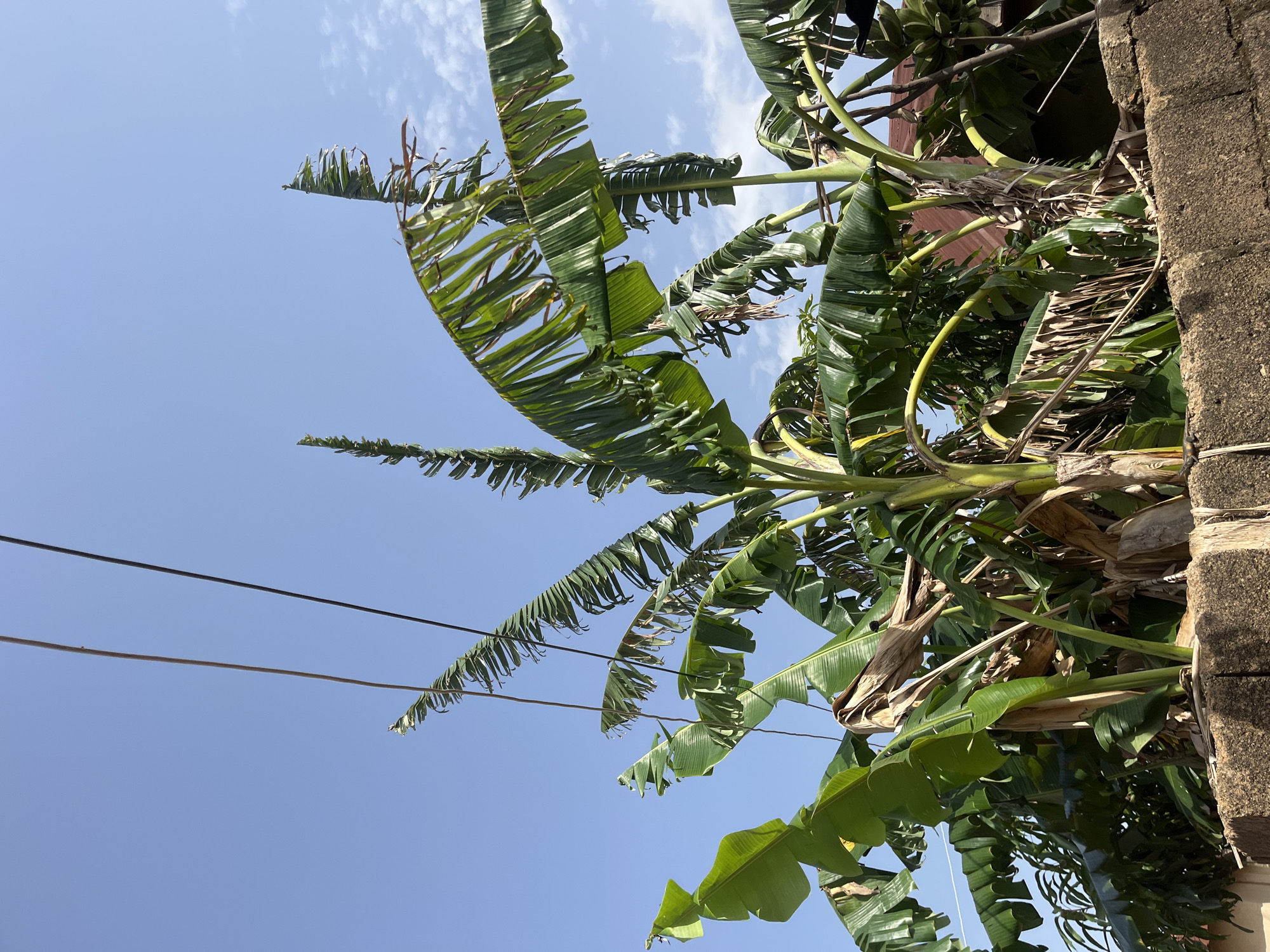 In Bukuru, Nigeria, a cluster of banana trees reaches upwards against a clear blue sky dotted with wispy clouds. Power lines run diagonally across the upper portion of the frame, silhouetted against the sky. The banana leaves are a vibrant green, some appearing tattered and dried at the edges, suggesting exposure to the elements. The trees are rooted behind a low, weathered stone wall, the rough texture of the stones contrasting with the organic forms of the foliage. A portion of a reddish-brown roof is visible behind the trees, hinting at nearby human habitation. No people are present in the image.