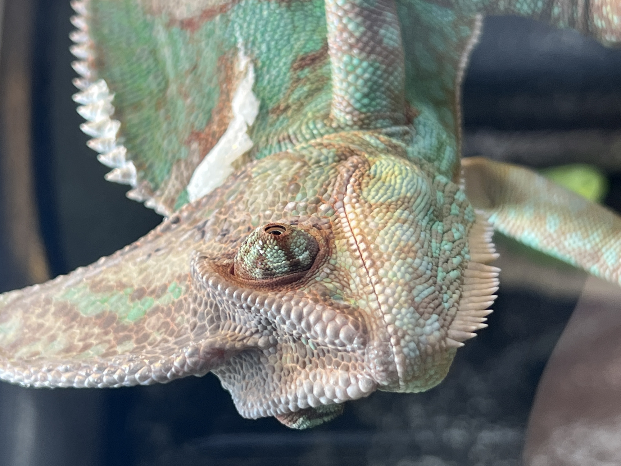 Close-up of a chameleon, showcasing its detailed skin texture and coloration. The chameleon is green, brown and light brown, with scales evident in a close-up view. The background is dark, creating a contrast that highlights the chameleon's features. The head of the chameleon is angled downward, with its eye prominently visible. There is no indication of this being Moscow, Russia or any other location.