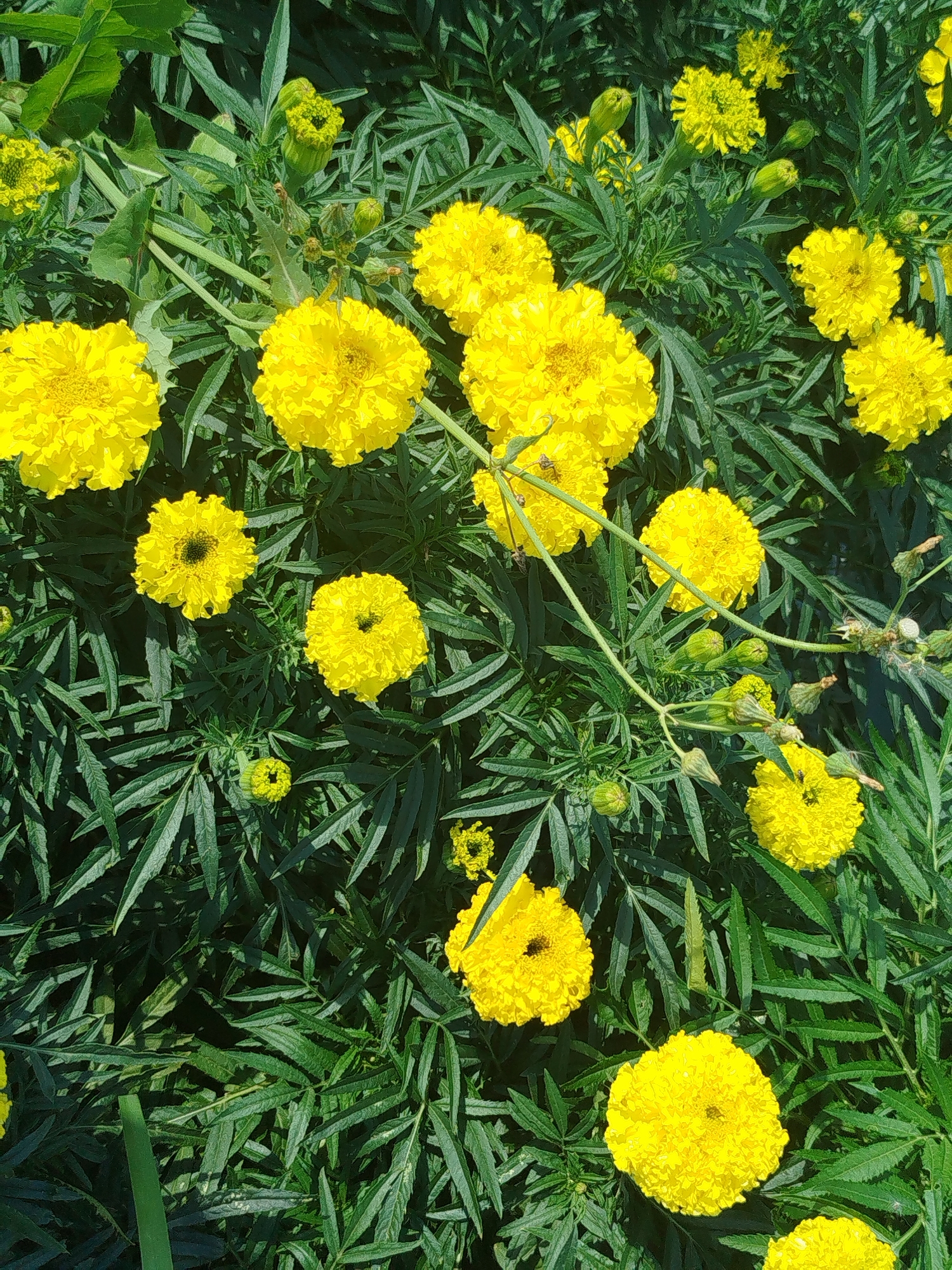 The image displays a close-up, overhead view of a vibrant patch of bright yellow marigold flowers interspersed with lush green foliage. The flowers are in various stages of bloom, with some fully open and others still in bud. The overall impression is one of a sun-drenched garden or park, likely during a warm season. The scene is devoid of any human presence or recognizable urban infrastructure, making it impossible to definitively place it within Zavodoukovsk, Russia, or any other specific city without further context.
