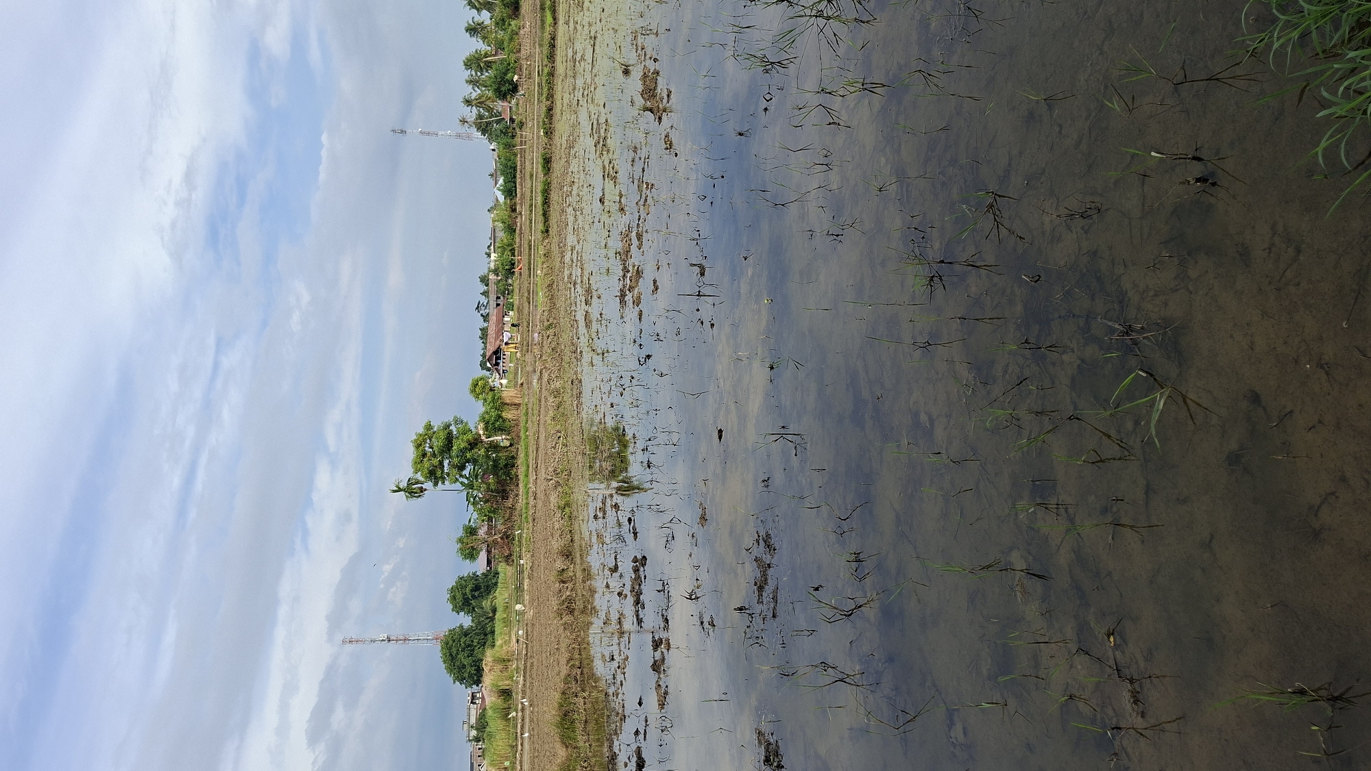 The image captures a partially flooded rice paddy field in Kutaglumpang, Indonesia. The foreground is dominated by shallow, murky water reflecting the sky and surrounding elements. Young green shoots of rice are visible, emerging from the submerged soil. The midground shows a drier section of the field with stubble, and several white birds are scattered across it. Beyond the field, a line of trees and vegetation separates it from a settlement. Buildings, including houses with prominent red roofs and a mosque with a dome, are visible. Two tall communication towers, one on the left and one on the right, stand out against the cloudy sky. The overall scene depicts a rural landscape with agricultural activity and infrastructure.