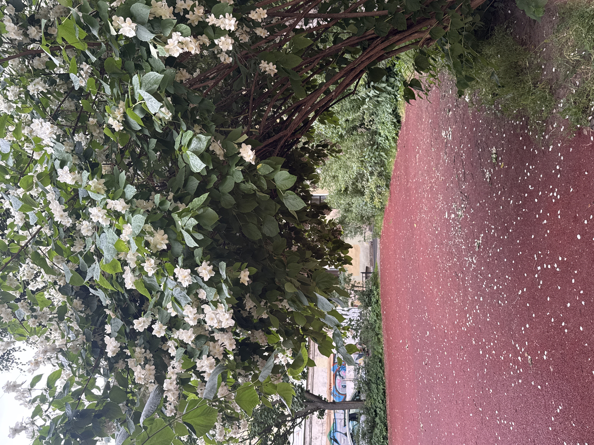 The image shows a close-up view of a jasmine bush with numerous white flowers and green leaves, some of which appear to be wet, suggesting recent rain or dew. The bush is in full bloom and its branches extend into the frame. To the right of the bush, a reddish-brown textured surface, possibly a running track or paved area, is visible, littered with fallen white petals from the jasmine flowers. Beyond the track, a dense green hedge lines the edge, and further in the background, there are hints of buildings with faded paint and graffiti, suggesting an urban setting. The overall scene conveys a sense of natural beauty within a somewhat dilapidated urban environment. The lighting is diffused, indicating an overcast or shaded condition, likely during the daytime. The image is taken from a slightly high angle, looking down towards the track. There is no visible text in the image. The context provided indicates the location is Saint Petersburg, Russia.