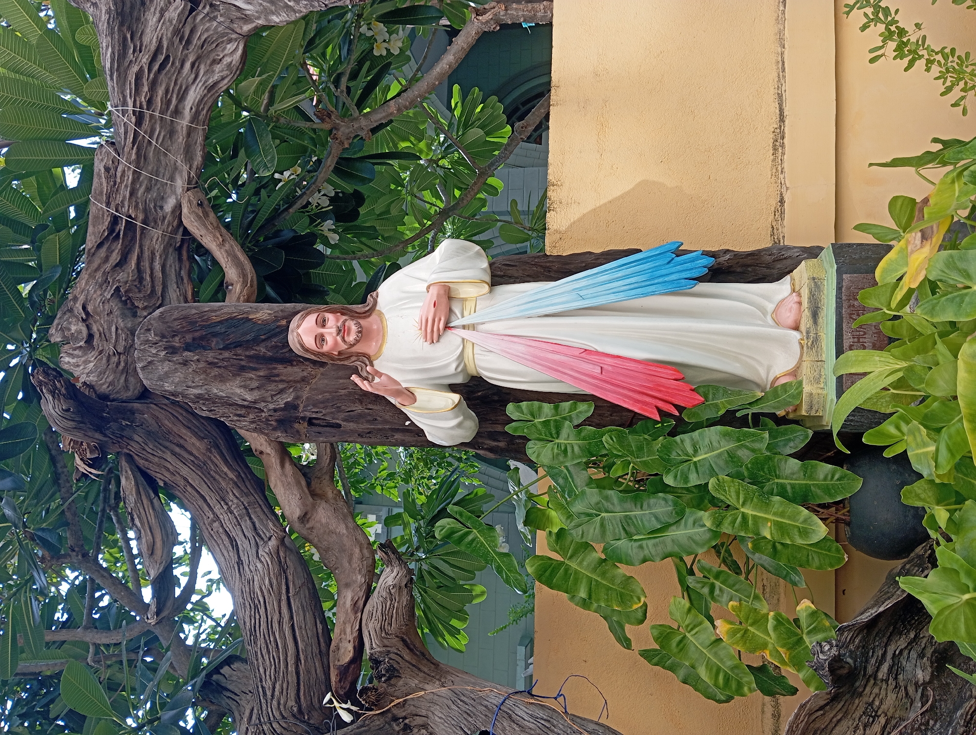 The image shows a statue of Jesus Christ in front of a large, gnarled tree trunk. The statue is of Jesus in a white robe with a sash across his chest, from which two streams of light, one pink and one blue, descend. He is raising his right hand. The statue stands on a pedestal with some inscription visible. Behind the statue, the branches of the tree spread out, with green foliage and some white flowers. In the foreground, there are large green plants in a black pot. The background shows a light yellow wall and a building with arched windows. This scene is located at the front of the Nha Trang Cathedral in Nha Trang, Vietnam, specifically in the garden area beside the main church building.