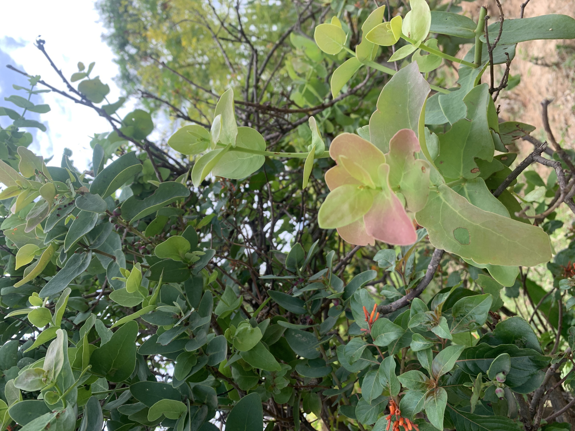 The image shows a close-up of various plants with green leaves of different shapes and sizes. Some leaves exhibit a pinkish hue. The vegetation appears dense, with branches intertwined. Some orange flowers or buds are visible. It is unclear how this image relates to Gwafan, Nigeria, and lacks evidence of people or specific actions. The environment appears to be a garden or a wild area with diverse plant life.