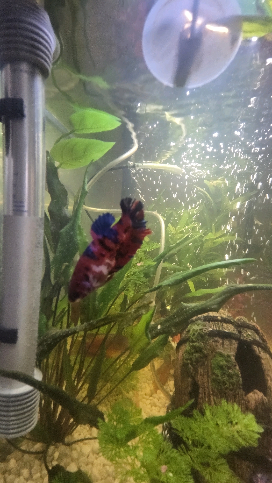 An ornate-tailed betta fish, predominantly red with black and blue markings, is swimming in an aquarium. The fish is positioned in the center-left of the frame, its fins fanned out. The aquarium contains lush green aquatic plants, some of which appear to be artificial, and a decorative log. Bubbles are rising throughout the water, indicating an aeration system. A cylindrical heating element is visible on the left side of the image. The background is murky, with hints of other fish. The scene is consistent with a residential aquarium environment.