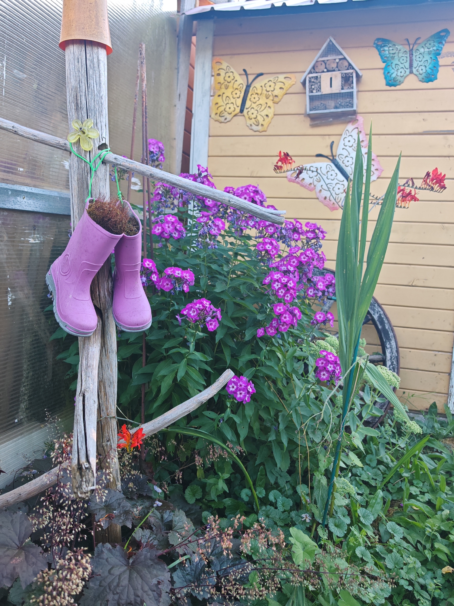 In an outdoor garden, a pair of pink rubber boots hangs from a wooden post, each filled with brown soil and small plants. The boots are suspended by green twine. Behind the boots, a cluster of vibrant purple flowers blooms profusely. To the left, a portion of a clear plastic greenhouse structure is visible. The background features a yellow wooden wall adorned with decorative butterflies and a small birdhouse. Further to the right, a large green plant with long, thin leaves stands tall. The ground is covered with dense green foliage and darker, leafy plants. The scene appears to be a whimsical and creatively decorated garden.