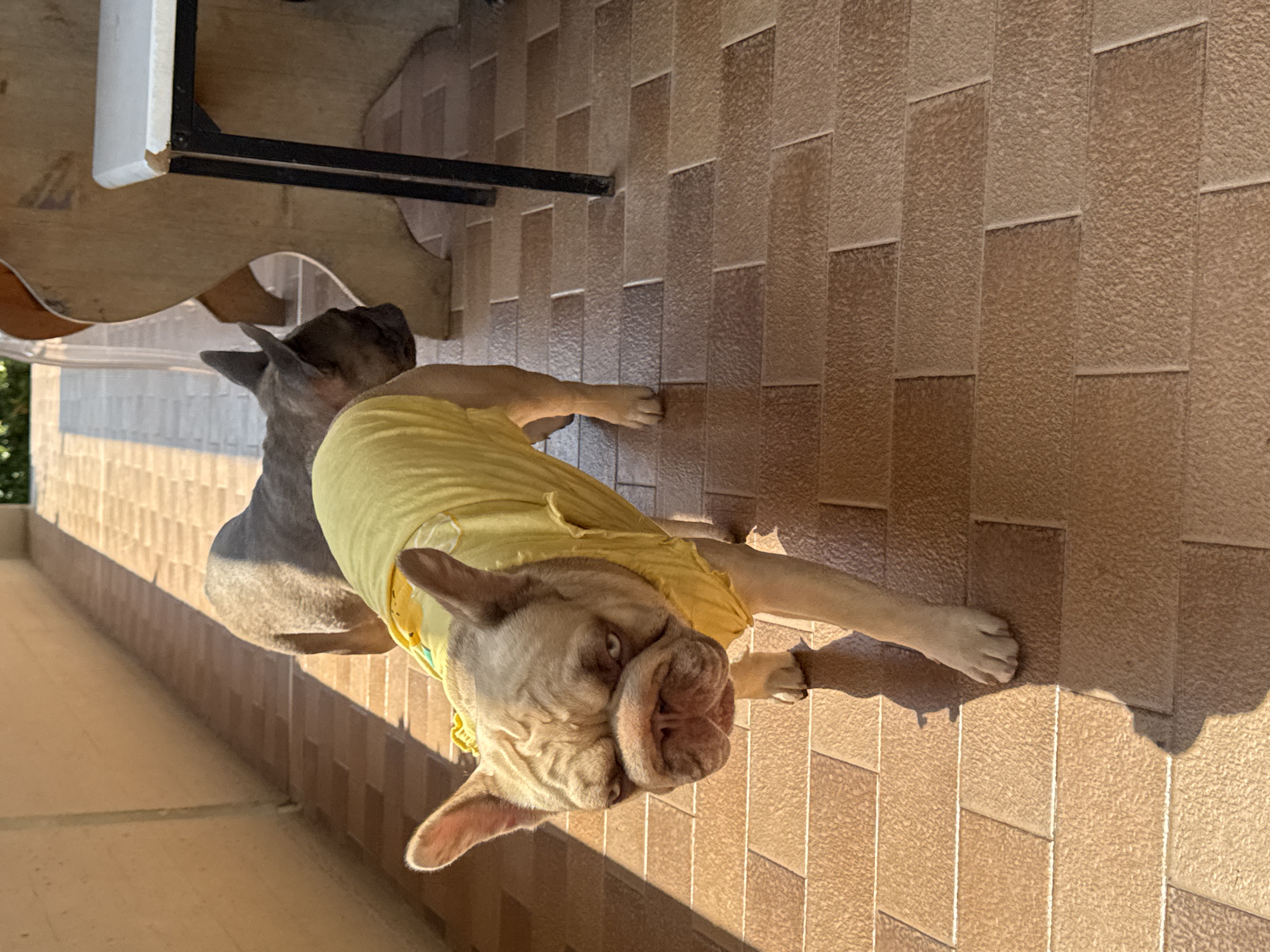 Two French Bulldogs are on a tiled patio in San Benedetto del Tronto, Italy. The dog in the foreground is light brown and wearing a yellow shirt, facing the camera with a stern expression. The second dog, mostly obscured behind the first, is dark grey and positioned further back. The patio is paved with rectangular, brown tiles. Sunlight casts strong shadows across the ground, indicating it is daytime. In the background, parts of a wooden table and a white chair are visible, suggesting an outdoor seating area. The wall to the left of the frame is plain and light-colored.