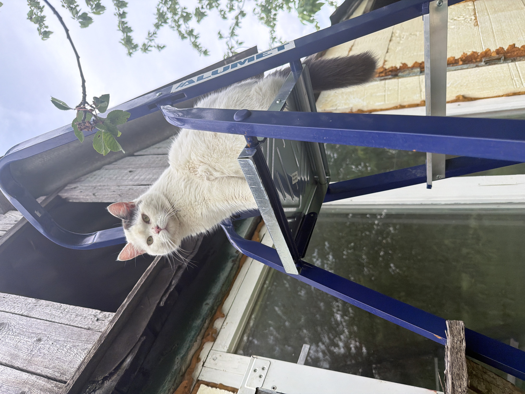 A white cat with a dark tail is perched on a blue aluminum ladder. The ladder appears to be leaning against the side of a building. The building is made of weathered wood, with a window visible on the side. There are tree branches with green leaves in the upper left corner. The location may be Leningradskaya, Russia, given the implied origin of the image.