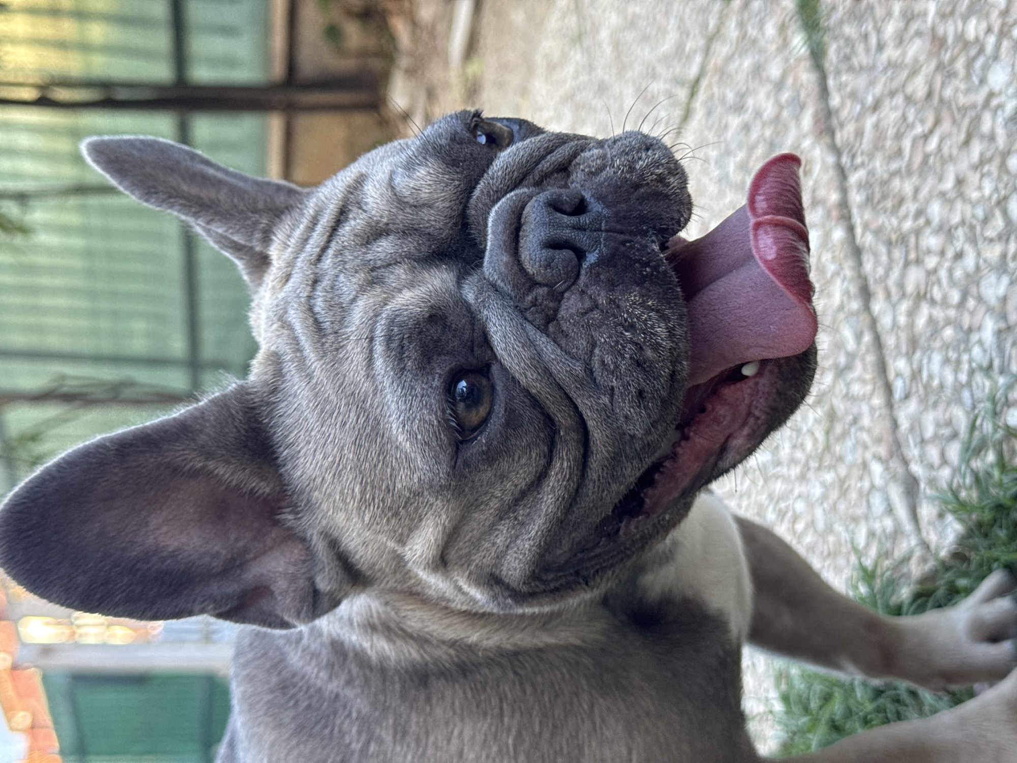 A French Bulldog is pictured in close-up, with its head and chest filling most of the frame. The dog has gray fur and is panting with its tongue hanging out. It is outdoors, with a cobblestone ground visible in the foreground and a green fence and some foliage in the background. The lighting suggests it is daytime. The image does not contain any elements that would indicate its location within the city of San Benedetto del Tronto, Italy.