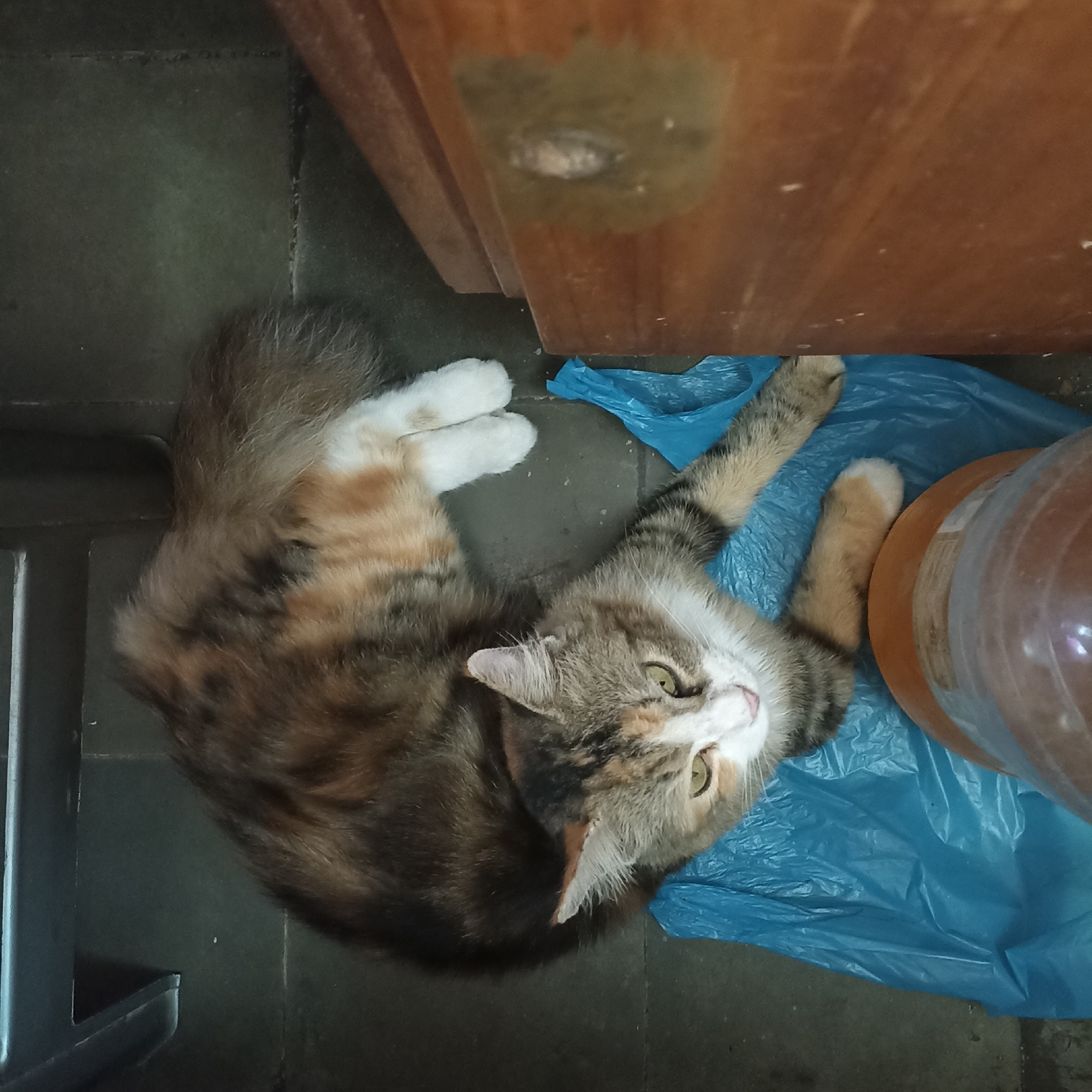 An overhead shot captures a calico cat lying on a blue plastic bag on a tiled floor, beside a wooden piece of furniture and a large translucent container. The cat is curled on its side, with its head turned towards the camera, revealing green eyes and a white muzzle with pink nose and tongue visible. Its fur is a mix of brown, black, orange, and white. The cat's front paws are white, and its hind legs are tucked beneath it. The blue plastic bag is crumpled, and the wooden furniture appears to be part of a cabinet or table, with a slightly damaged surface. A large, orange-tinted, clear plastic container is partially visible on the right side of the frame. The floor tiles are dark gray and appear to be arranged in a grid. The lighting suggests an indoor setting, possibly a home or storage area. The location is not specified within the image content itself.