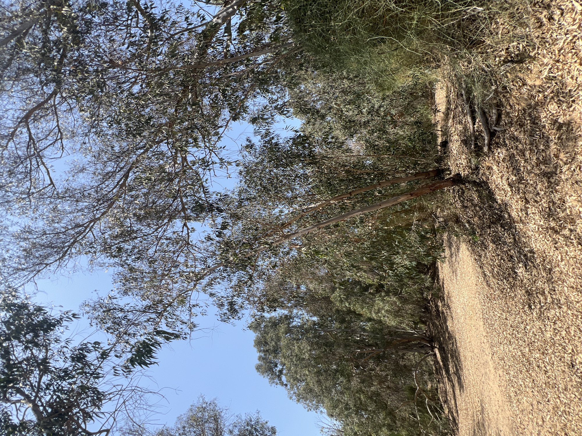 The image depicts a sun-drenched natural landscape, likely a park or wooded area, under a clear blue sky. The foreground is dominated by a pathway covered in a thick layer of dry, brown leaves, suggesting an autumnal or arid season. To the right, dense, dry, green shrubbery forms a thicket. Several eucalyptus trees with slender, light-colored trunks and sparse foliage are prominent throughout the scene, with their branches reaching towards the sky. The background reveals a dense forest of similar trees, creating a sense of depth and a wild, natural environment. The overall impression is one of a dry, possibly Mediterranean climate, consistent with locations in Rishon LeZion, Israel, during a drier period. There are no people or animals visible in the image.
