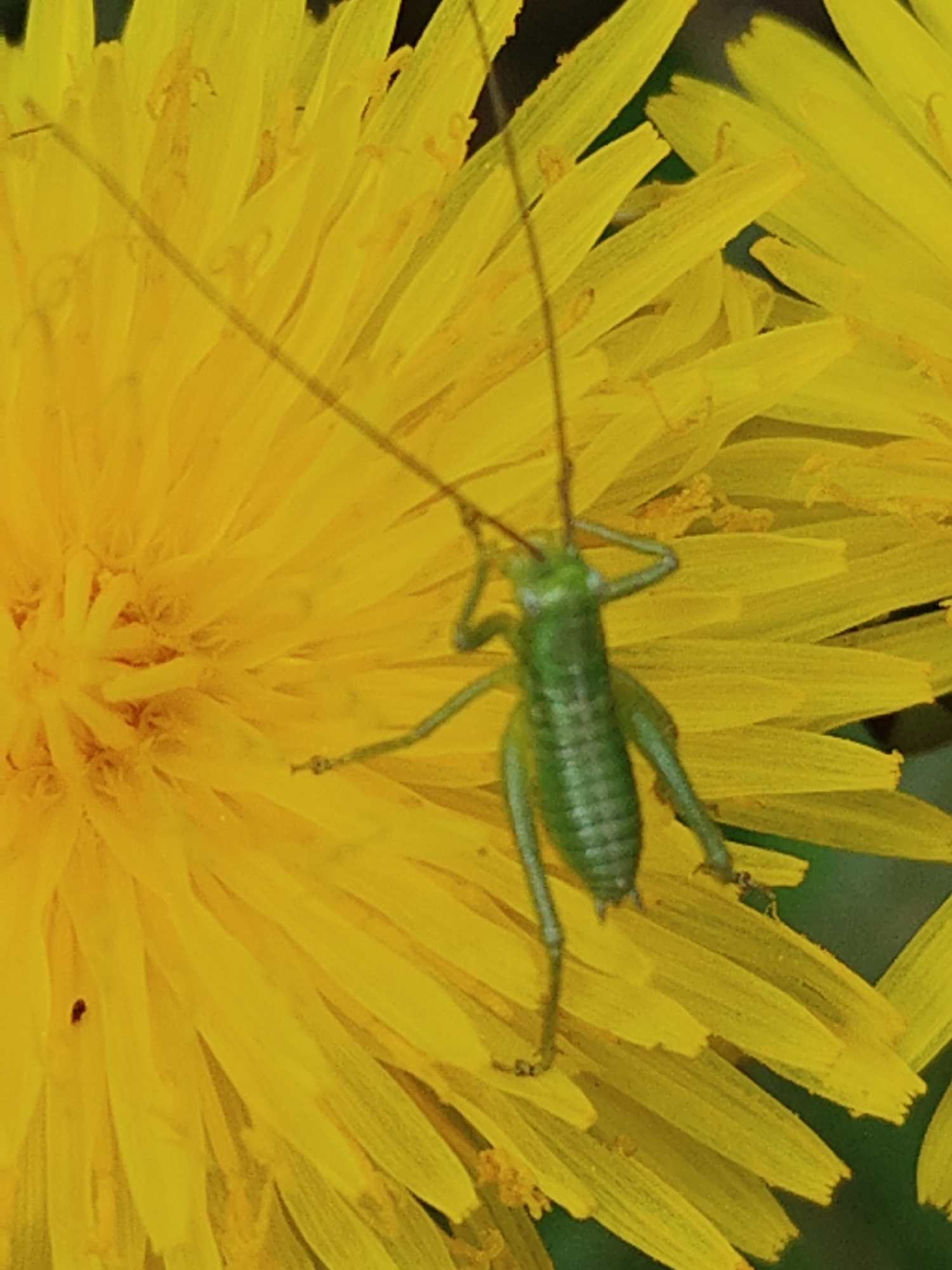 A green grasshopper rests on a yellow dandelion flower. The grasshopper is facing forward, with its long antennae extending upwards and its legs gripping the petals. The dandelion flower is fully open, with numerous thin petals radiating from the center. A portion of another dandelion flower is visible on the right. The background is out of focus and appears to be green vegetation.
