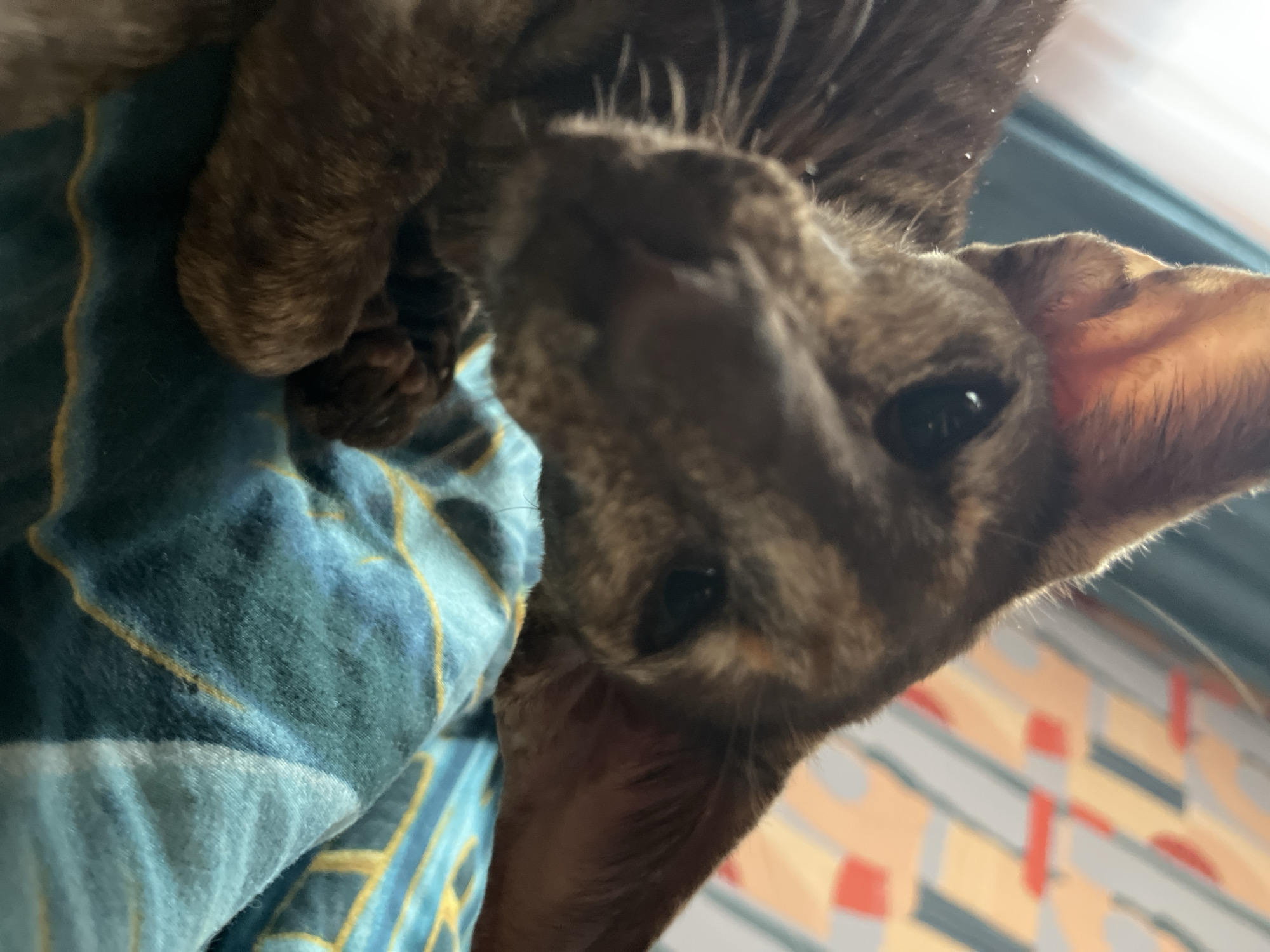 A close-up, slightly distorted, low-angle view focuses on a brown, possibly tabby, cat lying on a blue and yellow patterned blanket or sheet. The cat's face is prominently centered, with its eyes, nose, and whiskers in sharp focus. One ear is visible and angled towards the viewer. A portion of the cat's paw rests on the blanket. In the background, out of focus, is a surface with a striped pattern in peach, gray, and red tones. There is no evidence or implication that the location is in the city of Chaikovsky, Russia, or elsewhere.