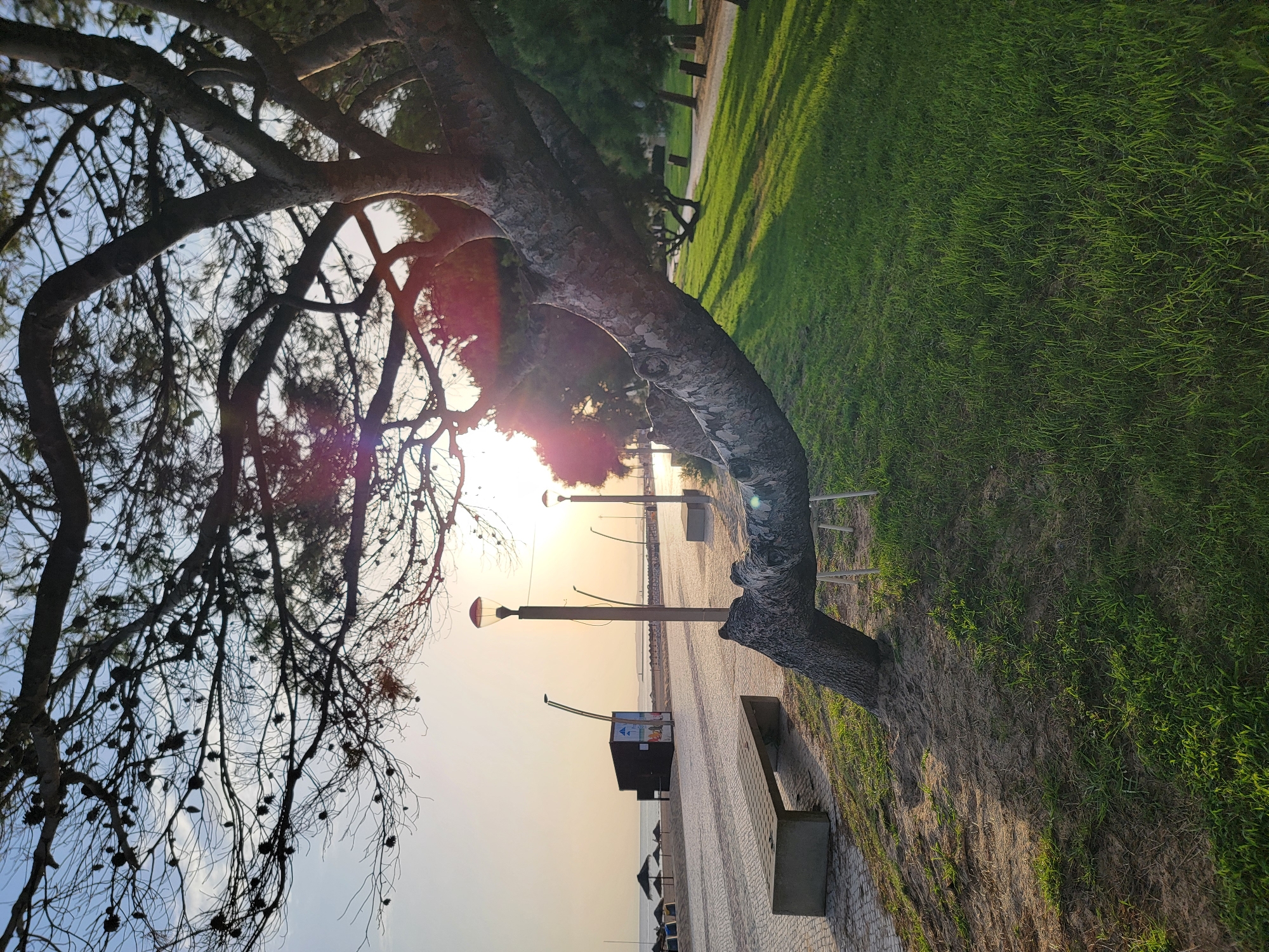 The image depicts a seaside promenade in Quarteira, Portugal, bathed in the soft glow of sunrise or sunset. A large, gnarled tree with its trunk leaning dramatically low over the sandy ground and lush green grass dominates the foreground, its branches silhouetted against a pale sky. To the left, a paved walkway stretches into the distance, lined with modern lampposts. A concrete bench sits on the sand near the walkway. Further along the promenade, a dark, rectangular structure with some graphics is visible. Beyond the promenade, a sandy beach with several parasols and the calm sea meets the horizon. The overall scene suggests a tranquil, early morning or late evening atmosphere in this coastal Portuguese town.