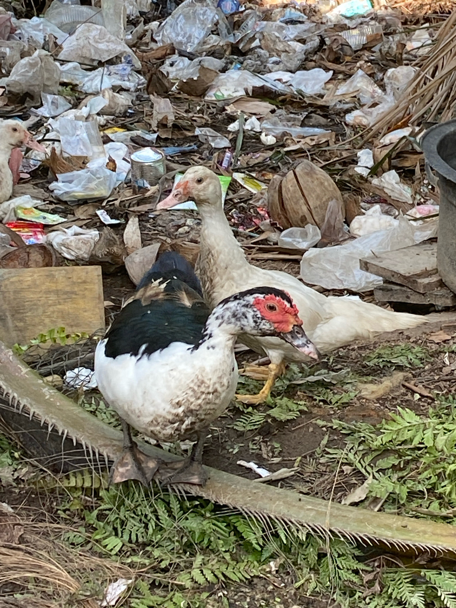 In Pantai Gading, Indonesia, two ducks are in a cluttered outdoor environment filled with garbage. In the foreground, a black, white, and green duck stands on the ground, facing left with its head turned towards the viewer. Its face has red fleshy wattles and a dark beak. Behind it, a white duck with a pink beak stands facing right, looking away from the camera. The ground is covered with dirt, green foliage, dry leaves, and debris including plastic bags, wrappers, and what appears to be a coconut shell. A dried palm frond lies in the foreground. In the background, a large pile of assorted trash is visible, with a black bucket on the far right.