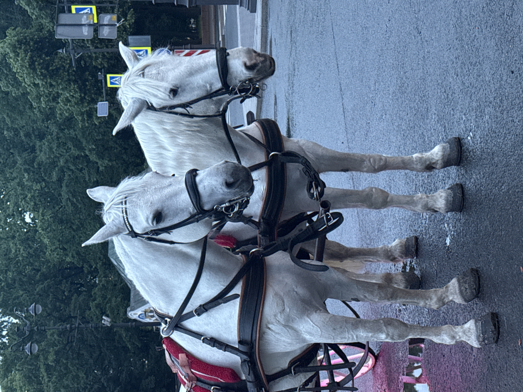 Two white horses stand harnessed to a carriage on a paved street, likely in Saint Petersburg, Russia, given the presence of a lamp post and traffic signals with yellow pedestrian crossing symbols, which are common in the city. The horses are equipped with black leather bridles and harnesses. The horse on the left has a red and white saddle pad. The street is wet, reflecting the overcast sky and nearby trees. In the background, trees and some buildings are visible. The overall atmosphere is muted due to the lighting conditions, suggesting it may be early morning, late evening, or a cloudy day.