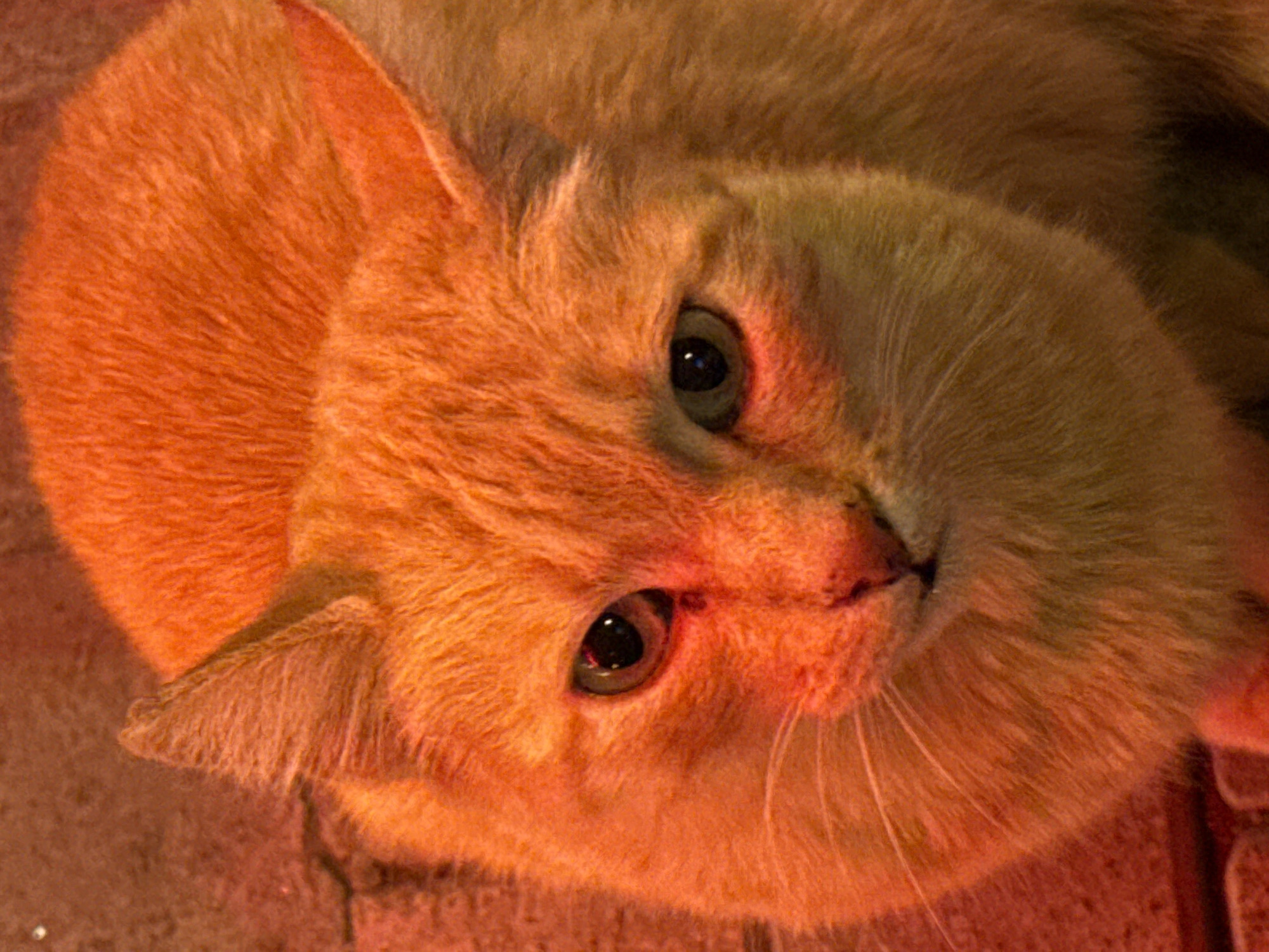 A close-up shot features an orange cat with green eyes. The cat's head is angled upwards toward the viewer. The background appears to be a brick or stone surface. There is no other information relating to the city of Dobrich, Bulgaria.