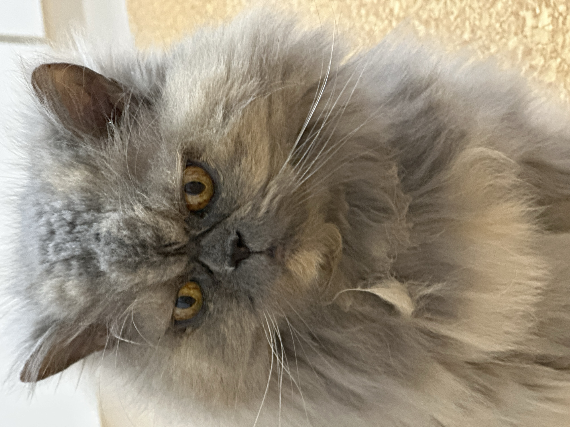 A close-up, eye-level shot features the face of a fluffy, grey Persian cat. The cat's fur is a mix of light and dark grey, with a cream-colored ruff around its neck. Its large, round eyes are a bright amber, and they stare directly at the camera with a serious expression. The cat's nose is dark, and its whiskers are long and white. The background is blurred, but it appears to be a light-colored surface, possibly a floor. There are no people or other animals in the image. The image does not provide any information about its location in the city of Chaikovsky, Russia.