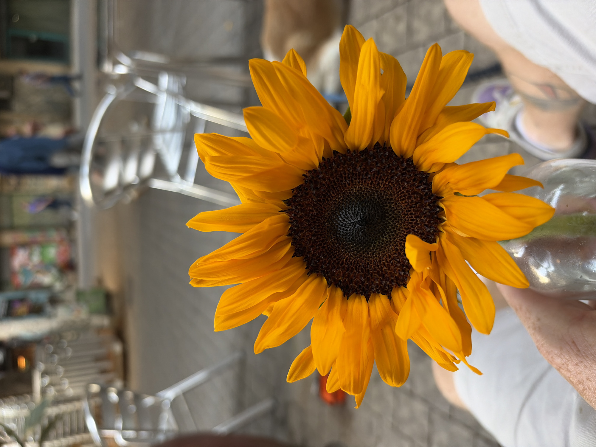 A close-up, angled shot shows a bright yellow sunflower held up indoors in Tel-Aviv, Israel. The sunflower, with its dark brown center, dominates the frame. In the background, out-of-focus, is a metal railing or structure, and a glimpse of an urban environment beyond, including a staircase and artwork. A person's hand holding the stem in a glass jar, is partially visible. Another person's foot can be seen out of focus in the background.