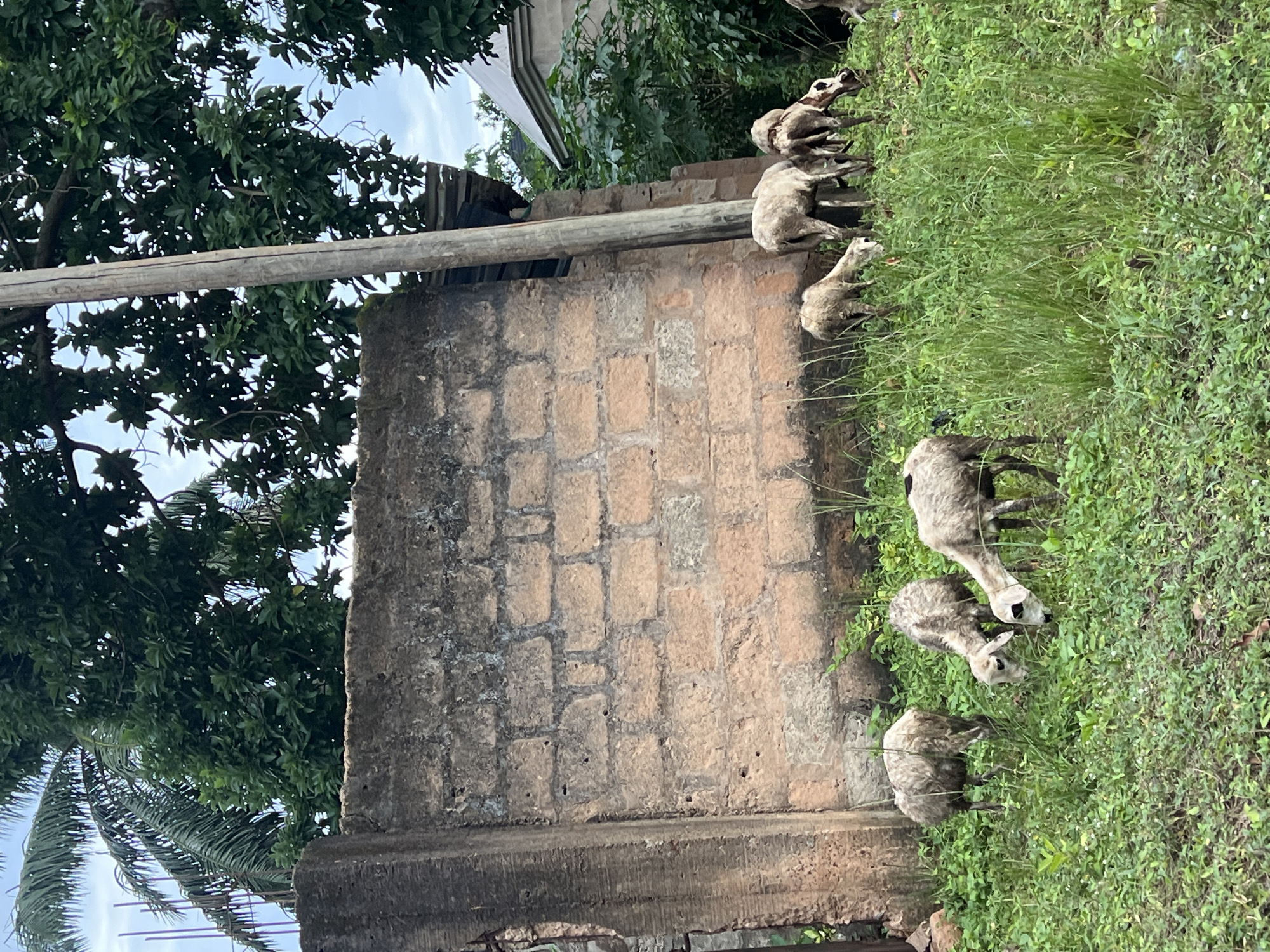The image depicts a flock of sheep grazing in a grassy area adjacent to a rustic brick wall. Several sheep are visible, with some bent down to eat the grass. The wall appears weathered and old, constructed from uneven, reddish-brown bricks. Above and behind the wall, lush green foliage from trees is prominent, with glimpses of the sky and what appears to be a palm tree to the left. A wooden beam runs horizontally across the upper portion of the frame, in front of the brick wall and vegetation. The scene suggests an outdoor, rural setting in Nkpor, Nigeria. The lighting indicates it could be daytime, with no clear indication of specific time or weather conditions beyond the overcast sky. There is no visible text in the image.