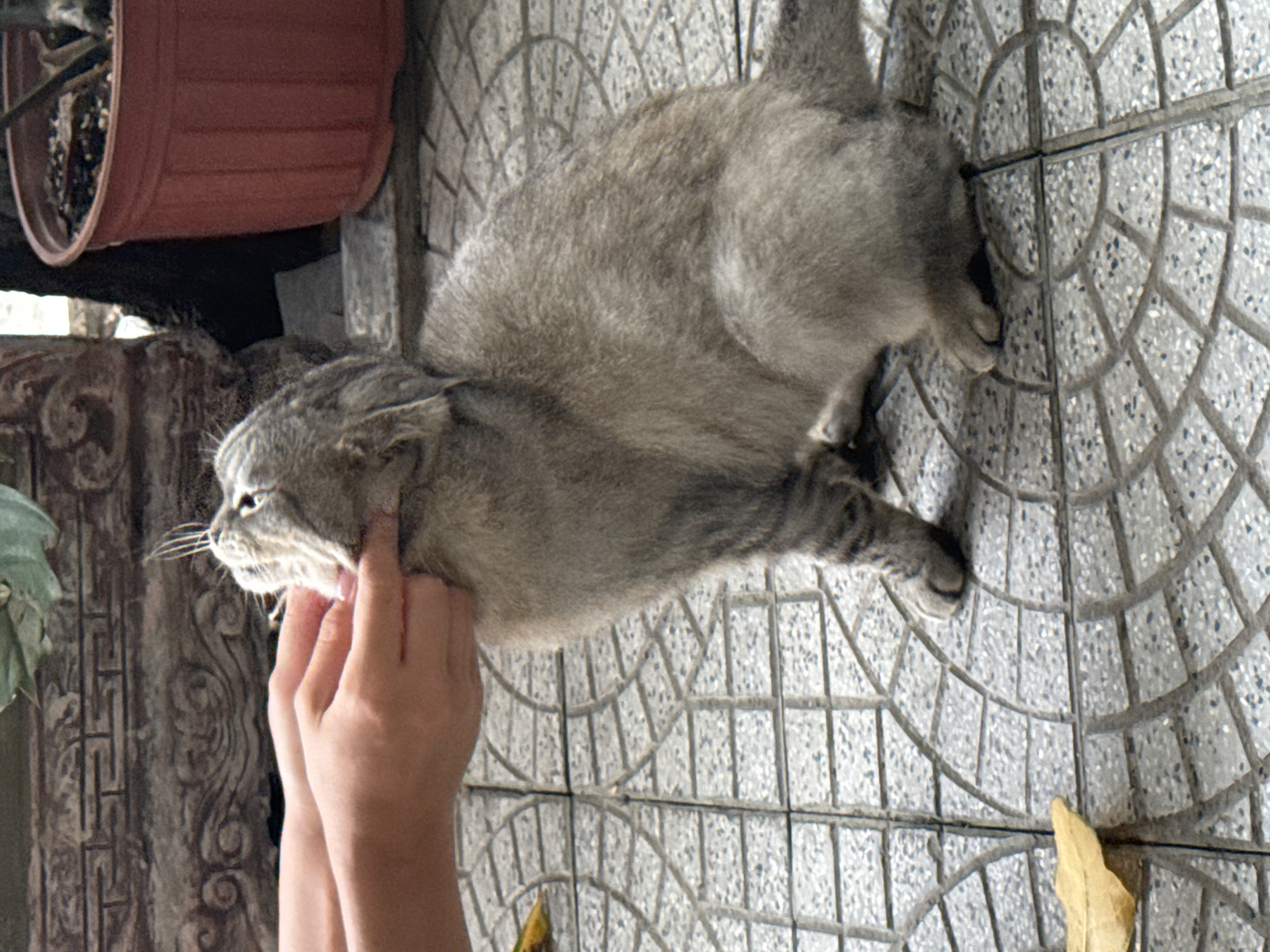An outdoor, eye-level shot captures a domestic grey tabby cat being affectionately petted. The cat, with short grey fur and faint darker tabby stripes, is positioned horizontally across the frame, looking towards the left with a calm, possibly content expression as two human hands gently cup or scratch its face and neck area.
The scene is set on a distinctive grey tiled floor, featuring intricate circular and square patterns, suggesting a patio, balcony, or courtyard in Đà Nẵng, Vietnam. To the far left, a reddish-brown terracotta-style plant pot is partially visible, holding a small plant. Below the pot, a segment of a richly carved or decorative stone wall or architectural feature adds to the local aesthetic. A single dried yellow leaf rests on the tiled ground to the right. The image is bathed in natural daylight, indicating daytime. No text is visible. The photograph depicts a peaceful moment of human-animal interaction within a characteristic Vietnamese outdoor environment.