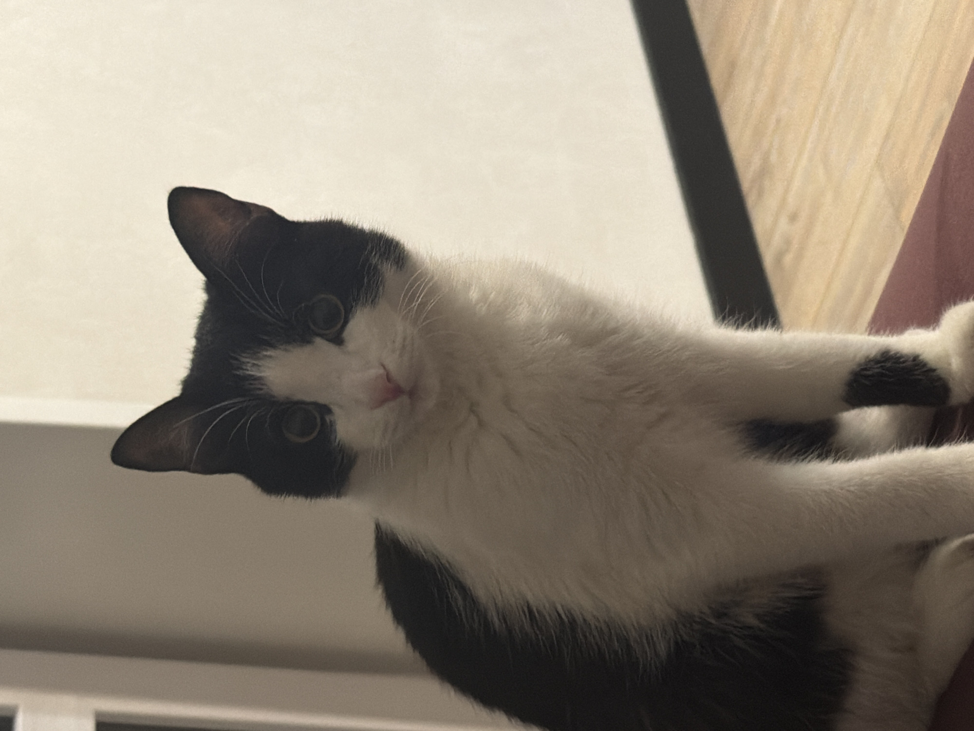 A black and white cat is looking downward toward the camera, its head tilted to the left. The background is a mix of light and dark surfaces, likely interior walls. The cat's paws are visible extending out from the right side of the frame. The location of Chaikovsky, Russia is not apparent from the image, and cannot be determined.