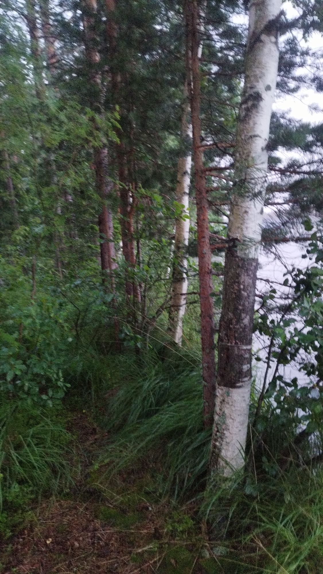 The image depicts a dense forest bordering a body of water, likely a lake or river, suggesting a natural, undeveloped environment. The vegetation is lush and green, with tall trees dominating the scene. Among the trees are several birch trees with their distinctive white bark and dark markings. The ground is covered with grass, moss, and fallen leaves, indicating a forest floor. The lighting suggests it is either early morning or late evening, with the sky appearing overcast and the light diffused. The image does not contain any people, man-made structures, or any specific indicators of the city of Tarasovskoe, Russia. However, given the natural setting, it is plausible that such a scene could exist in or near a rural area like Tarasovskoe, which is known for its natural landscapes.