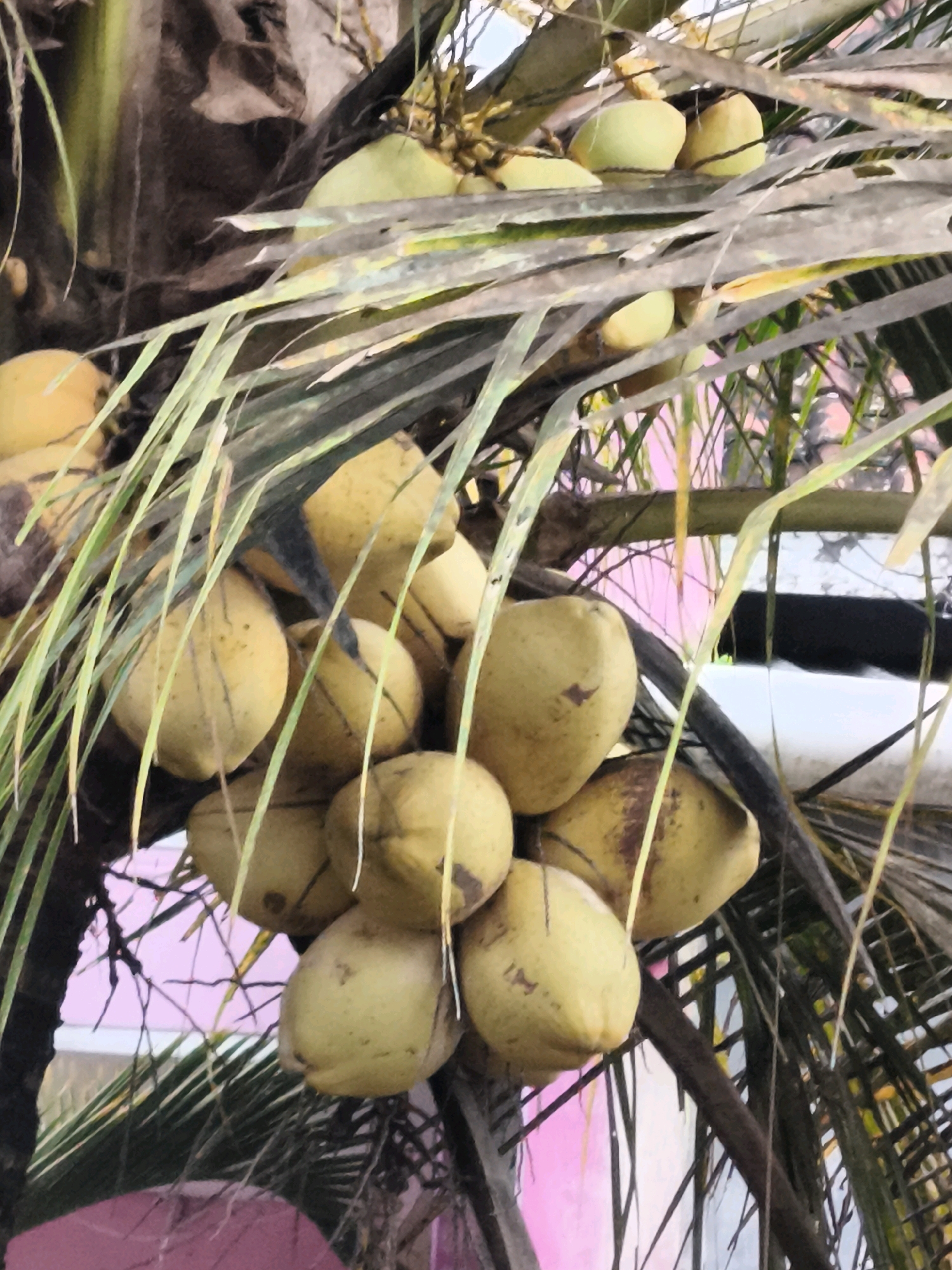 In the city of Kaligondo, Indonesia, a cluster of young coconuts hangs from a palm tree. The coconuts are a pale green to yellowish hue, some bearing brown spots, and are supported by a dark, fibrous stem. Long, thin, green fronds of the palm tree partially obscure the view of the coconuts. The background is out of focus, with hints of pink and white structures visible, suggesting a man-made environment. The lighting indicates it is daytime.